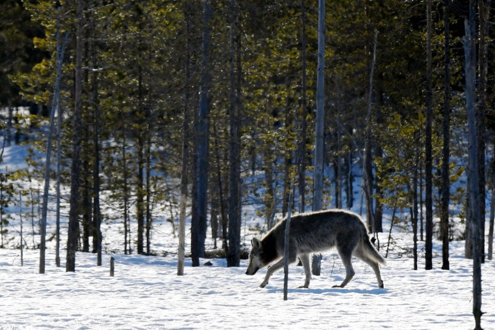 Финны бьют тревогу из-за русских волков