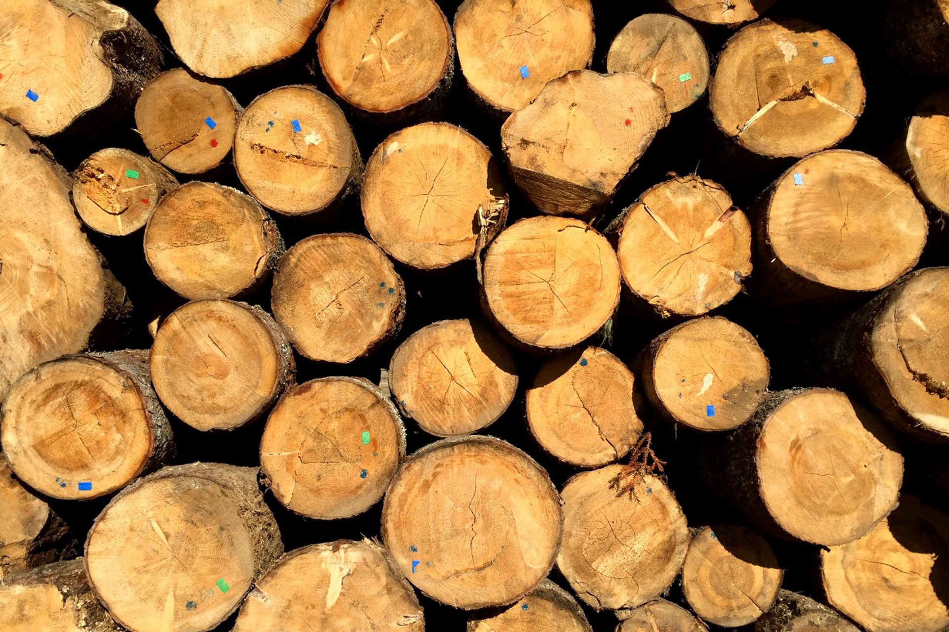 Россияне против нечисти: спрос на осиновые колья резко вырос