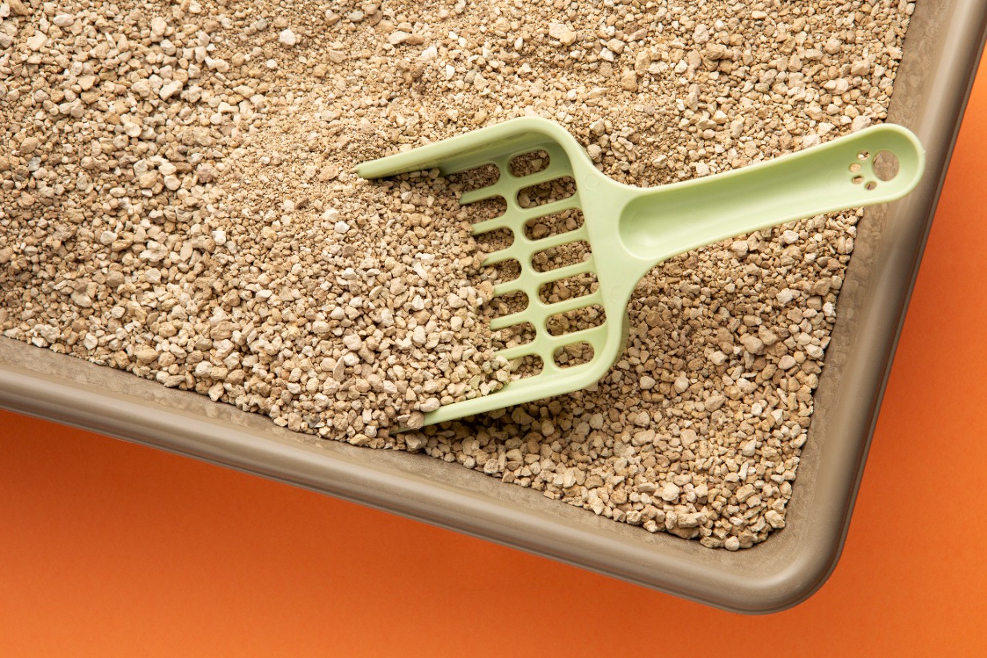 «Боритесь!»: жителям Киева посоветовали пользоваться кошачьими лотками