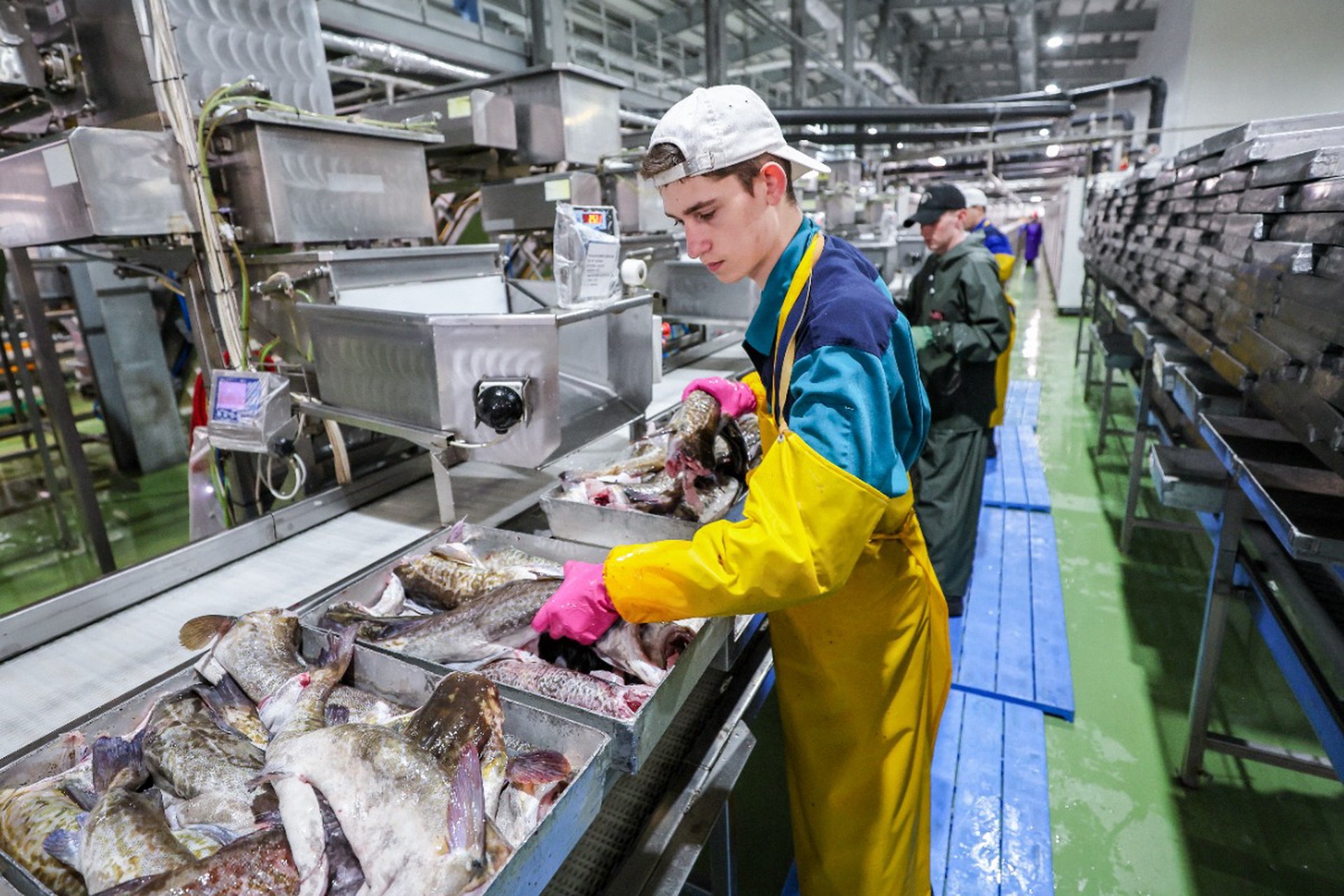 Запреты не помеха: ЕС нарастил закупки российской рыбы