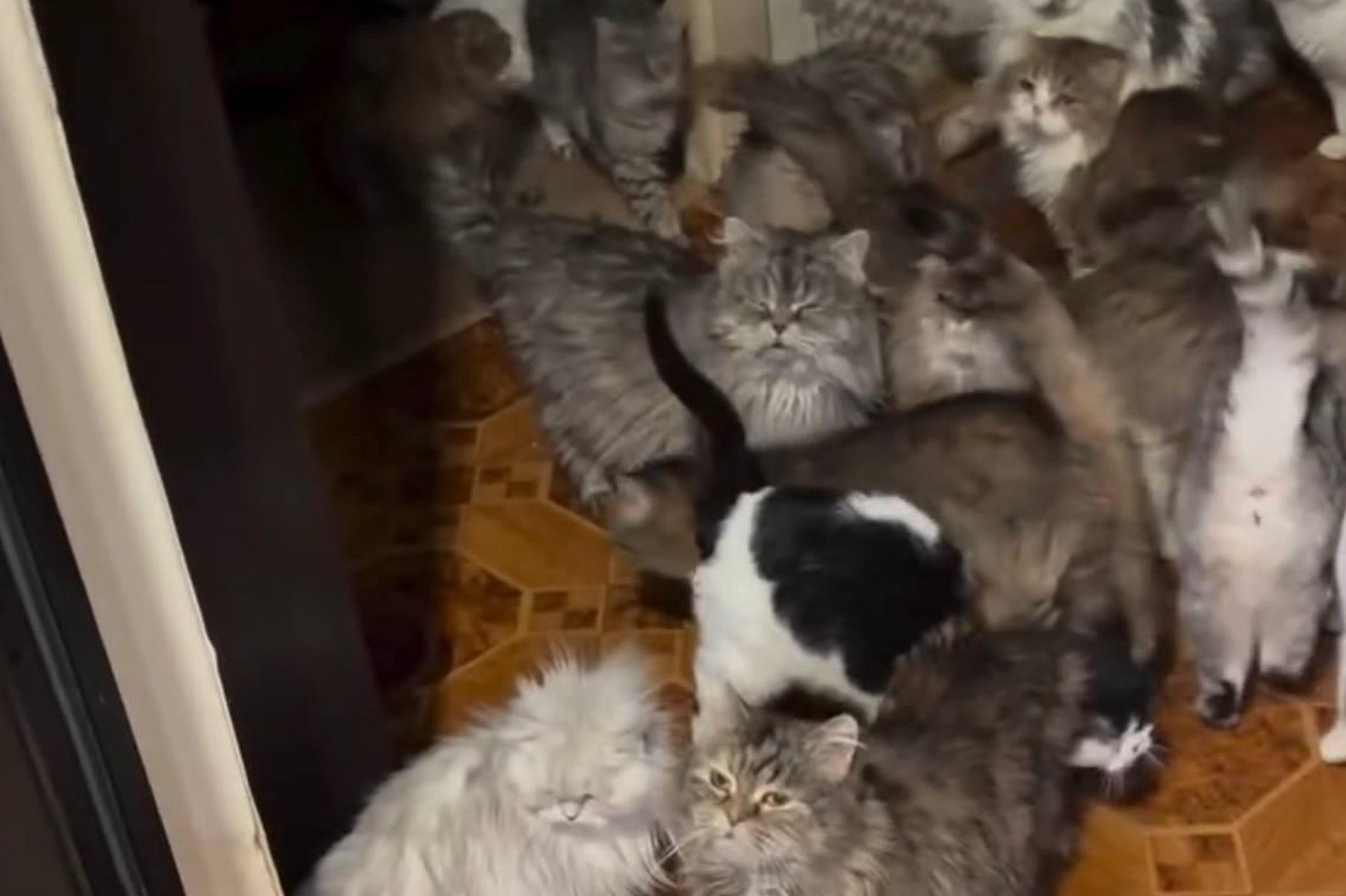 Квартирантка превратила съемное жилье в приют для 30 кошек