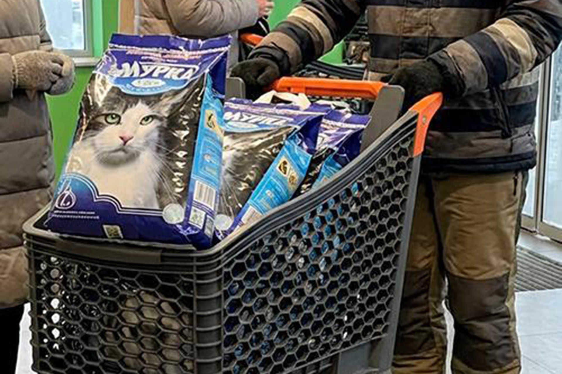 Киевляне скупают наполнители для кошачьих лотков