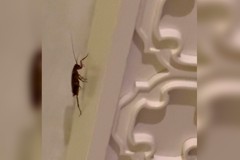 Фото © Tripadvisor / @Tour64246401985