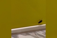 Фото © Tripadvisor / @Tour64246401985