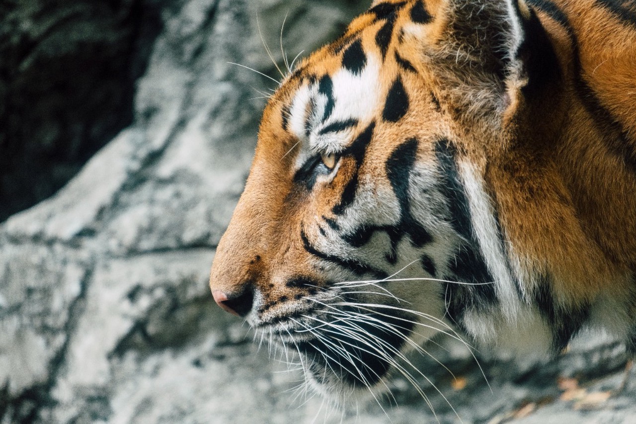 Китайский Новый год – 2026: кому Лошадь подарит деньги и большие перемены