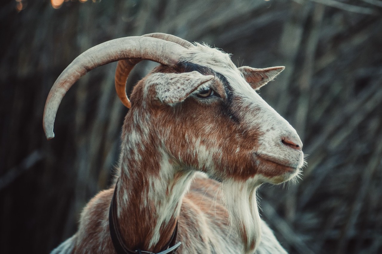 Китайский гороскоп на 2026 год: что ждет в год Лошади рожденных под разными знаками