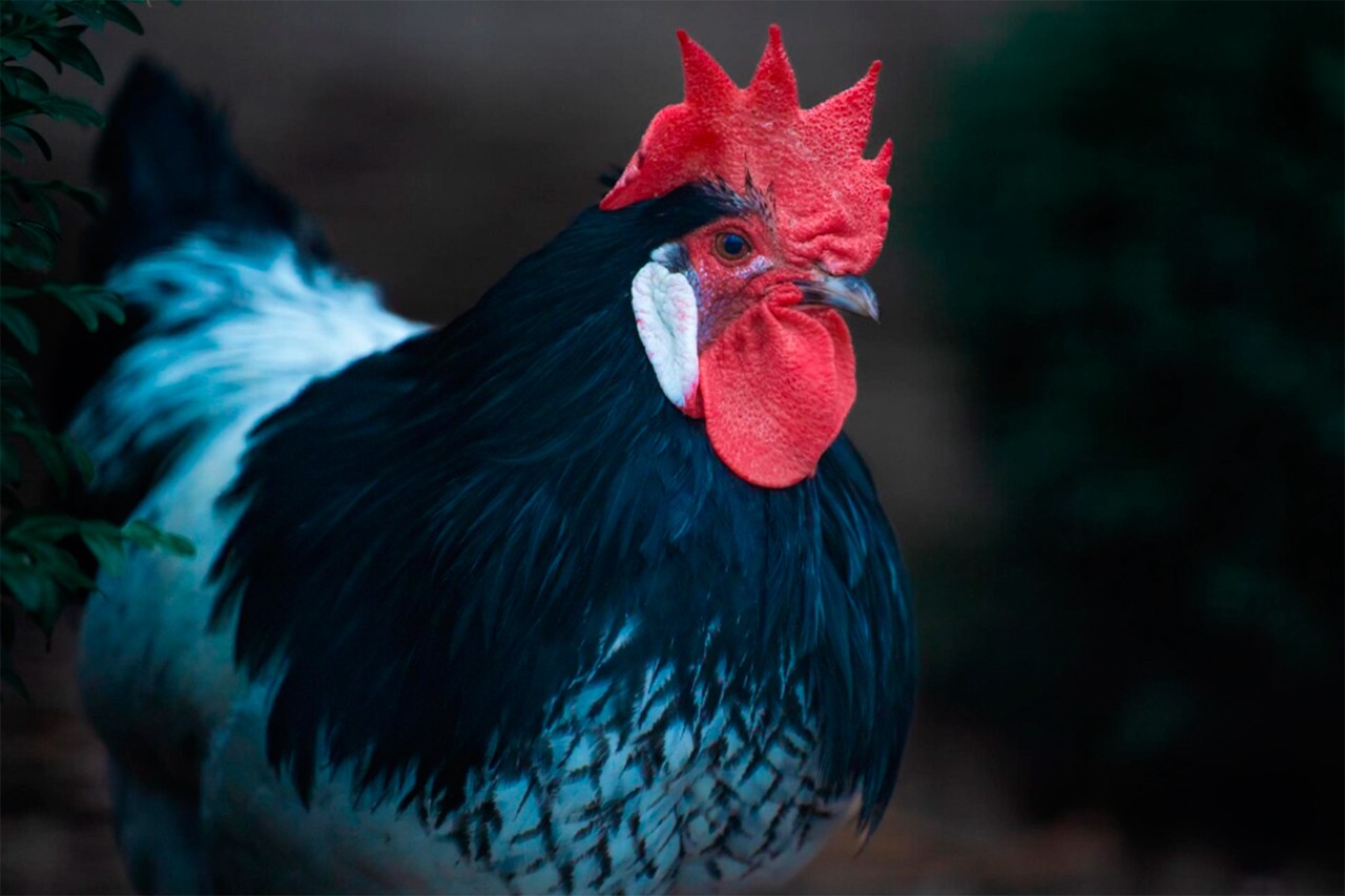 Китайский гороскоп на 2026 год: что ждет в год Лошади рожденных под разными знаками