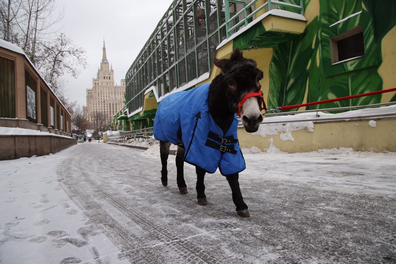 Снежный Армагеддон в Москве, осел-участник СВО, прощание с утонувшим в Босфоре россиянином: главные события января в объективе «Абзаца»