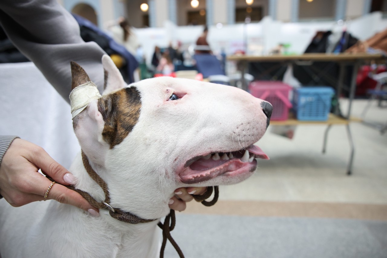 Фото © Анастасия Романова / Абзац