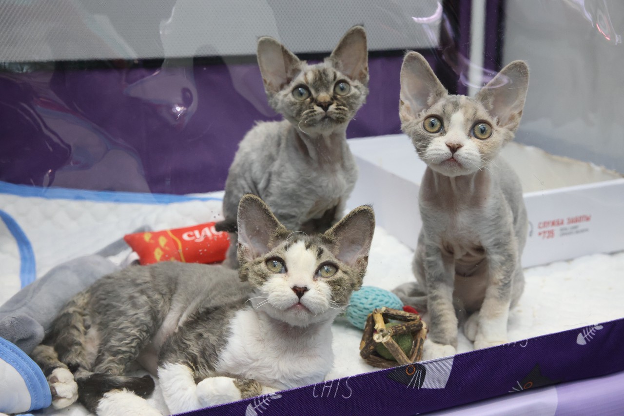 Фото © Анастасия Романова / Абзац