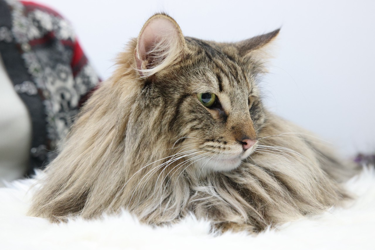 Фото © Анастасия Романова / Абзац