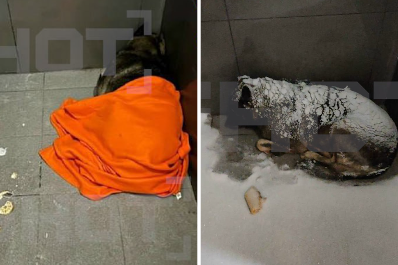 «Додо» и нет: что показала история бездомной собаки и уволенного за доброту к ней курьера