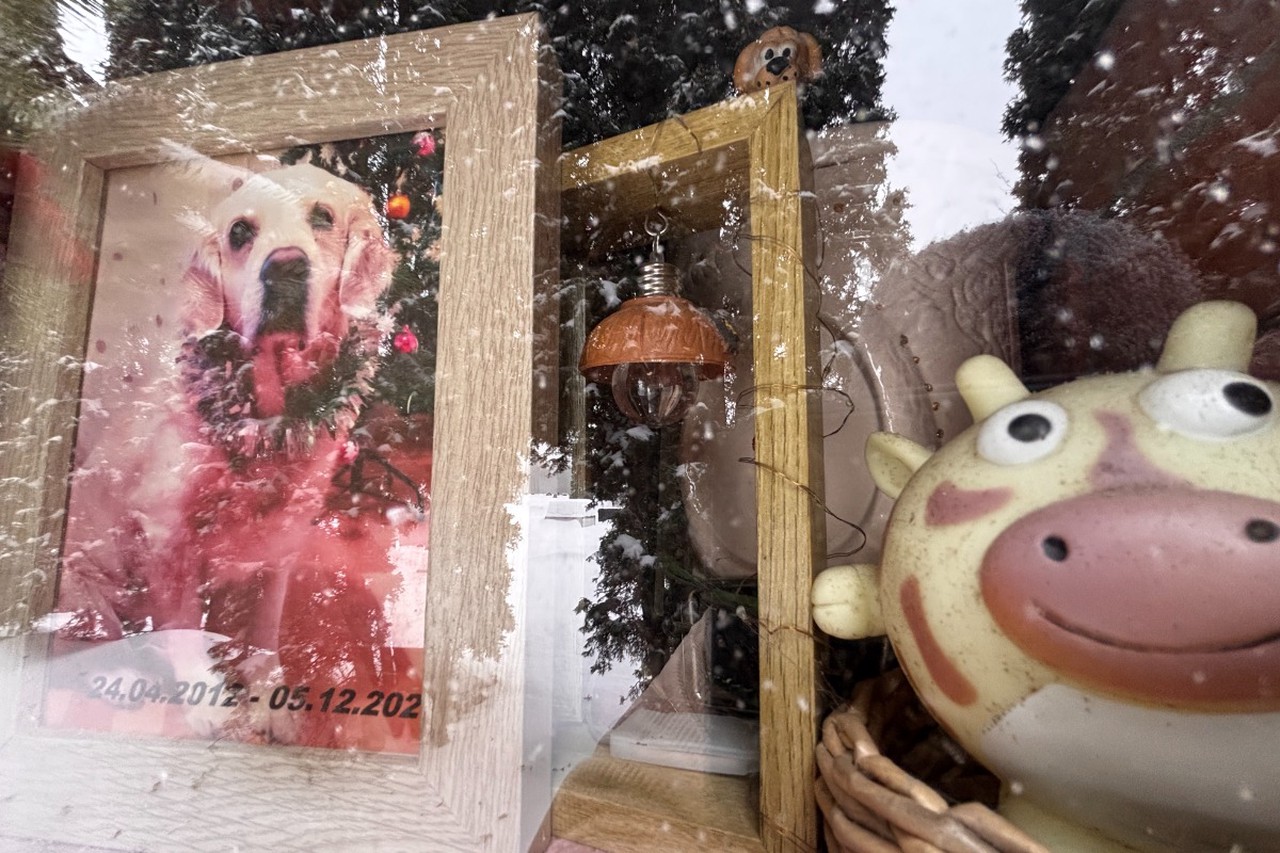 Погост по ГОСТу: как в Москве хоронят домашних животных