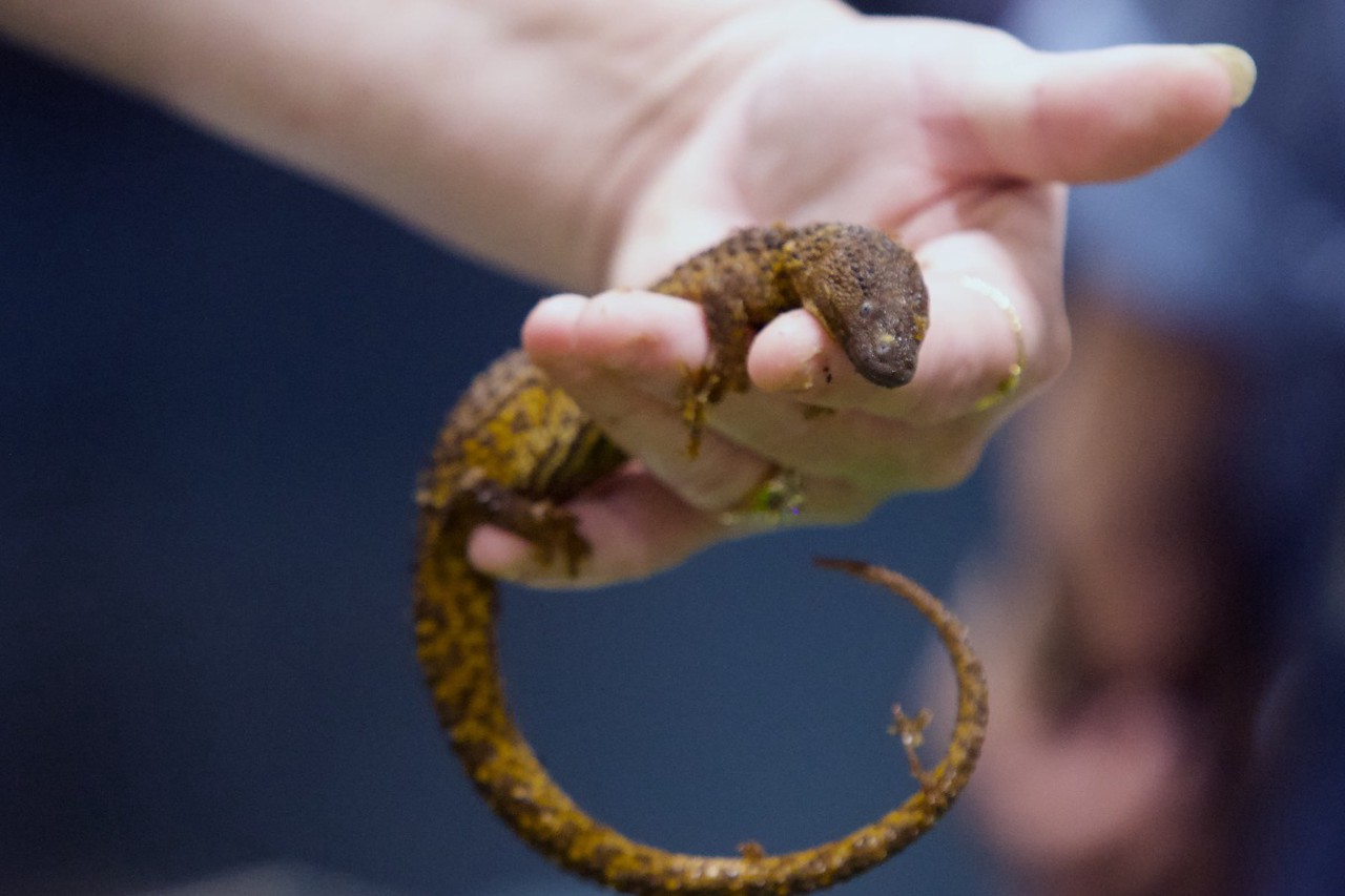 Всемирный день дикой природы 3 марта: как сохранить биоразнообразие