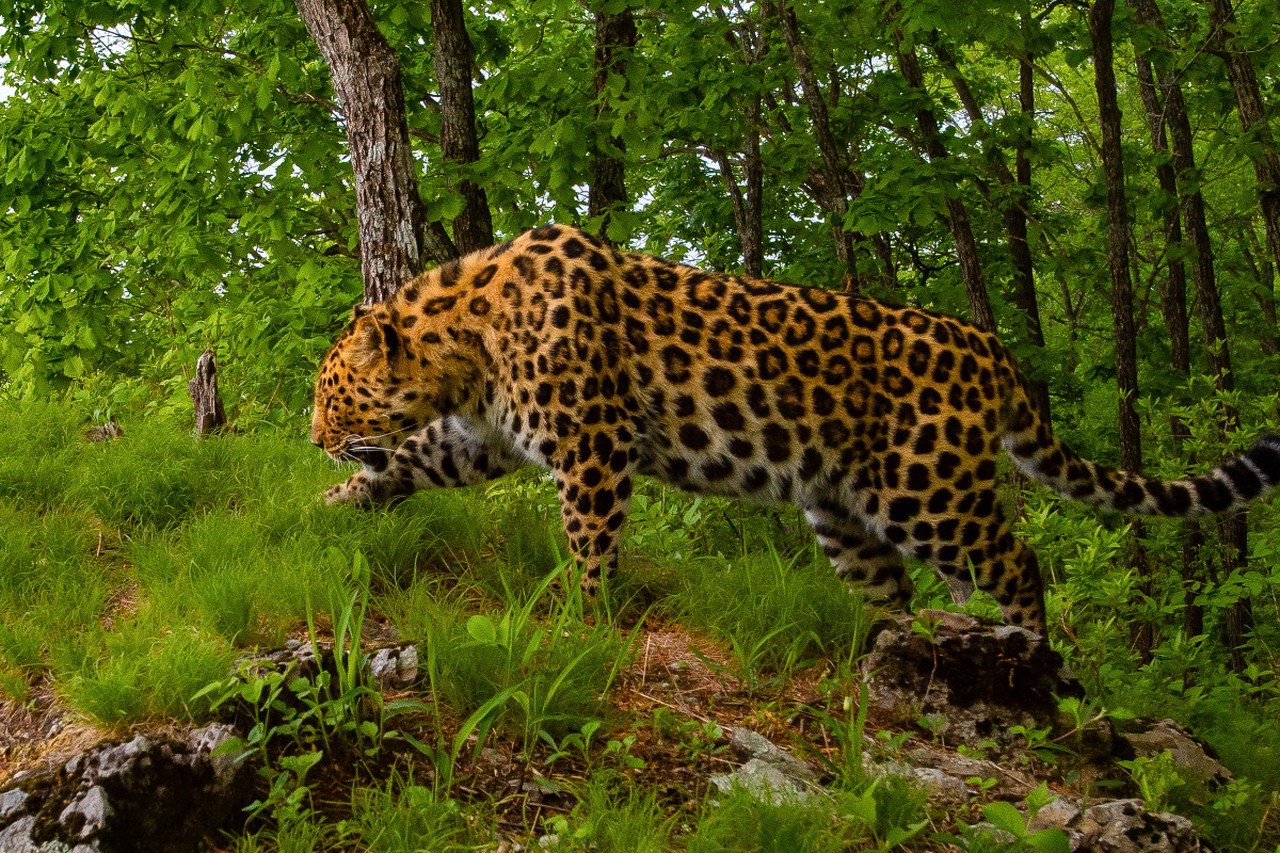 Всемирный день дикой природы 3 марта: как сохранить биоразнообразие