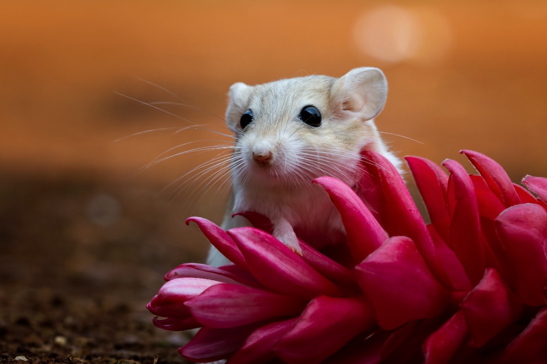 Названы ранние признаки опасной мышиной лихорадки