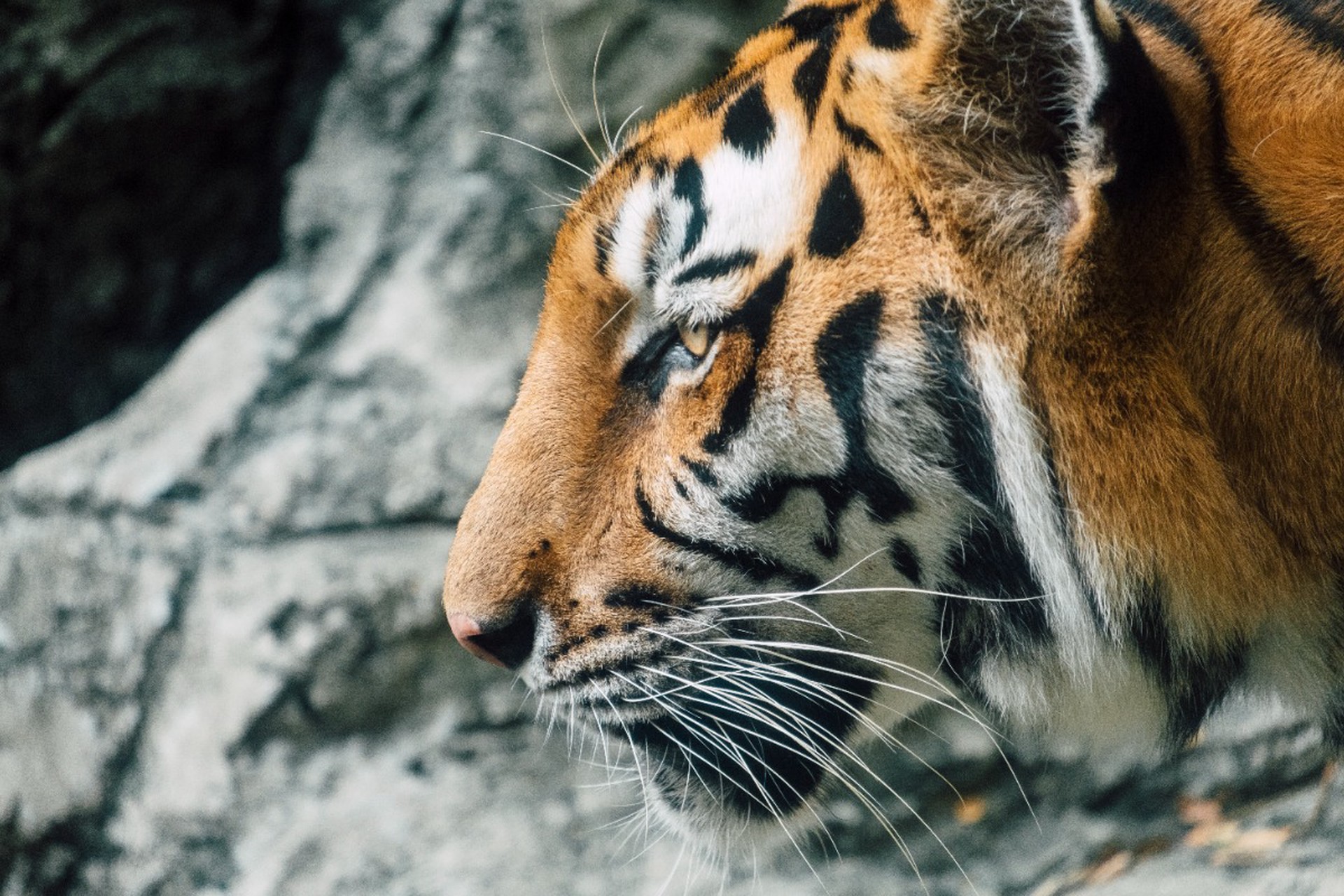 Тигр прорвался в зрительный зал в ростовском цирке