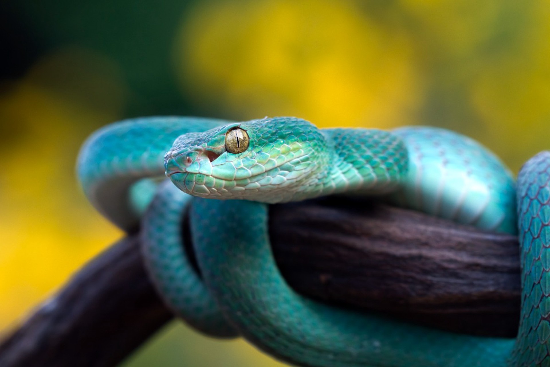 Врач предупредил, за какое время нужно успеть спасти человека при укусе змеи