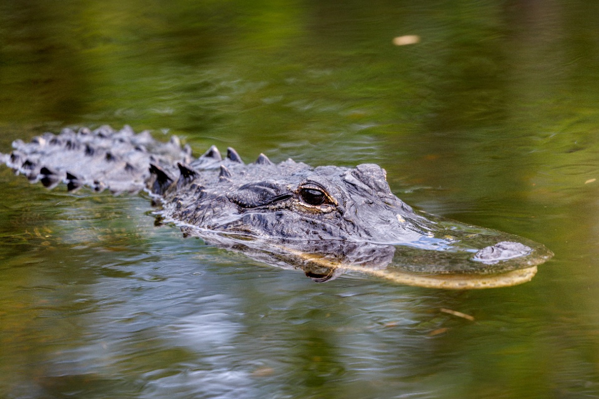 Мужчина скормил пятилетнюю девочку аллигаторам и избежал смерти