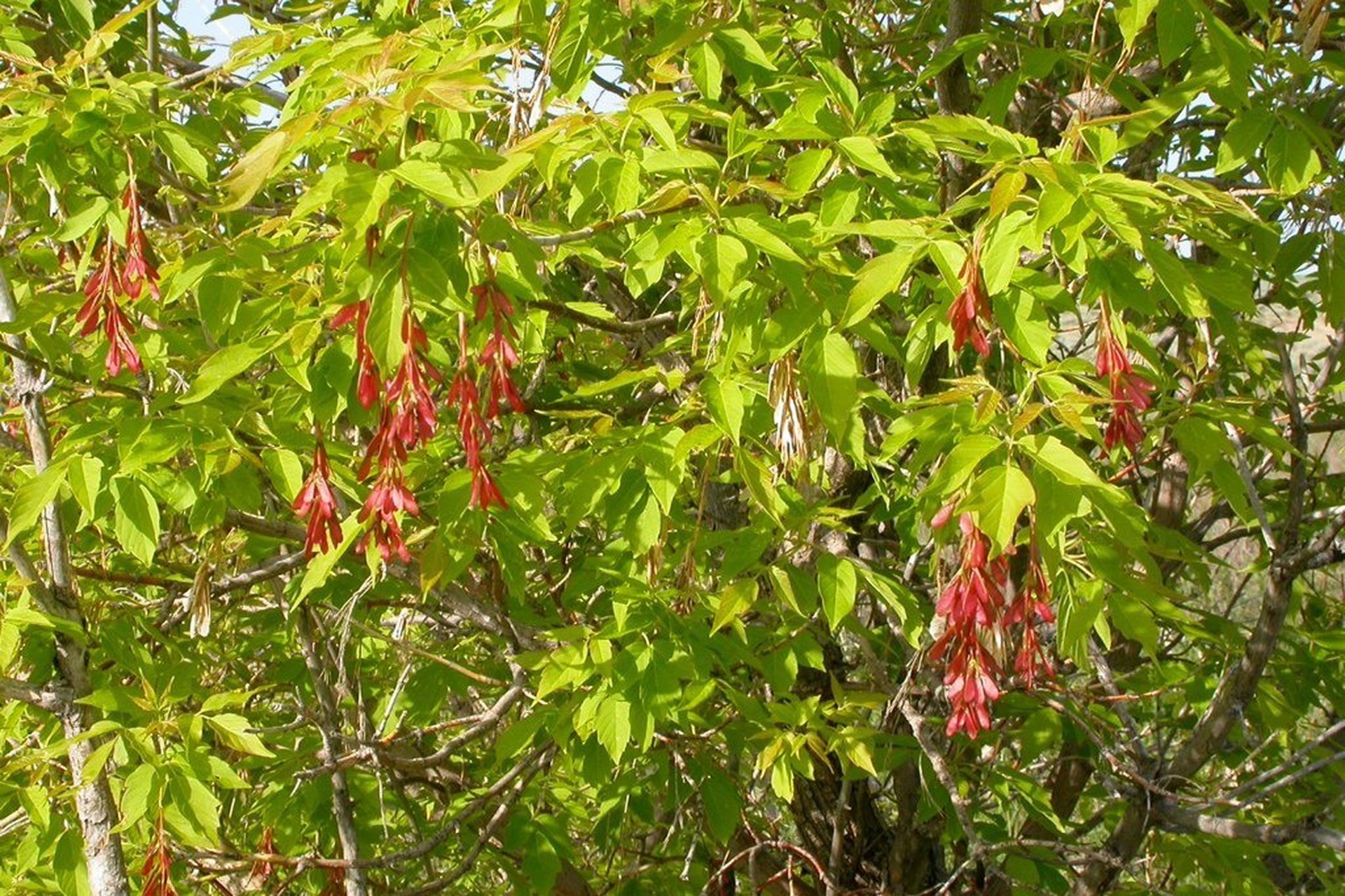 Американский клен признали в России опасным растением