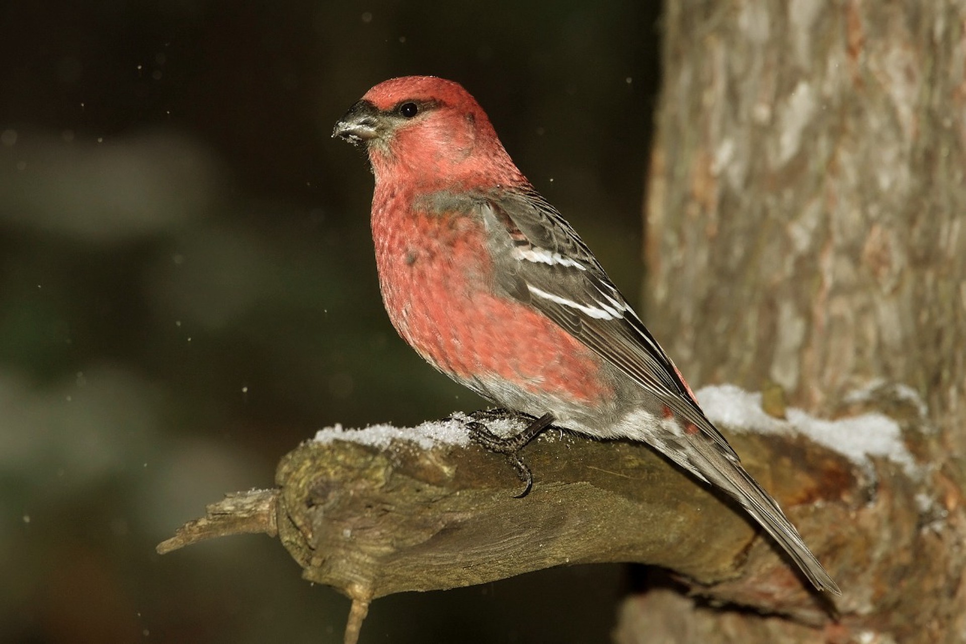 Впервые за 113 лет в Москву вернулась редкая птица
