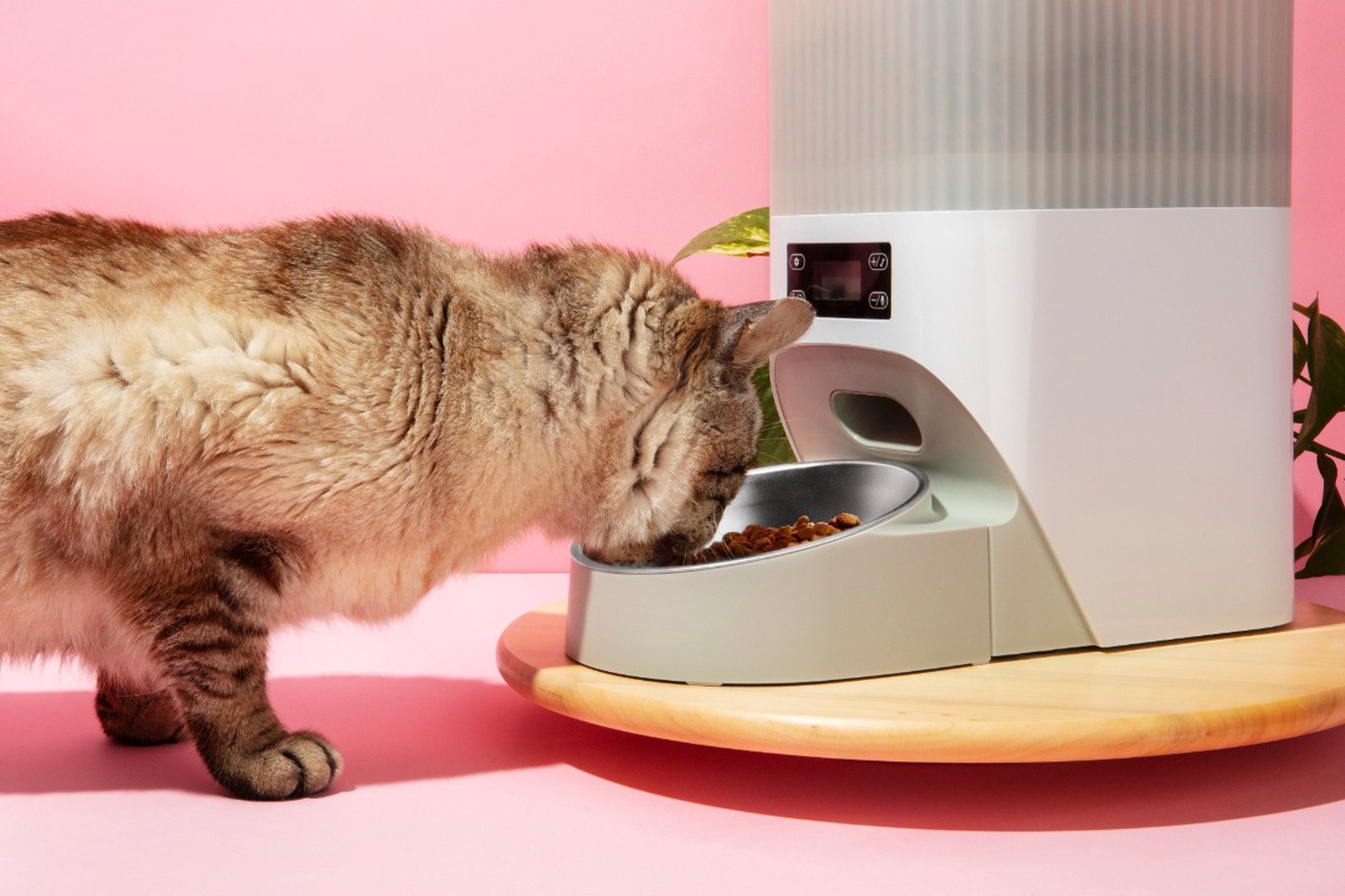 Россиянам рассказали о хакерских угрозах автокормушек для животных