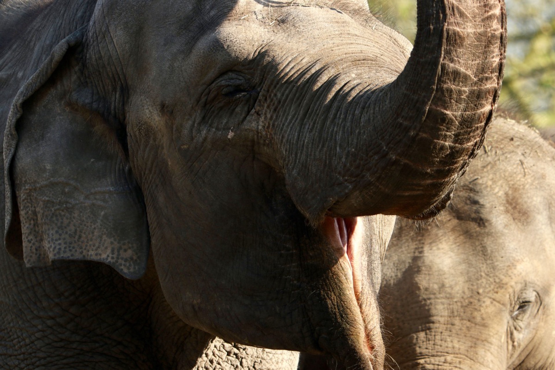 Россиянка госпитализирована после нападения слона