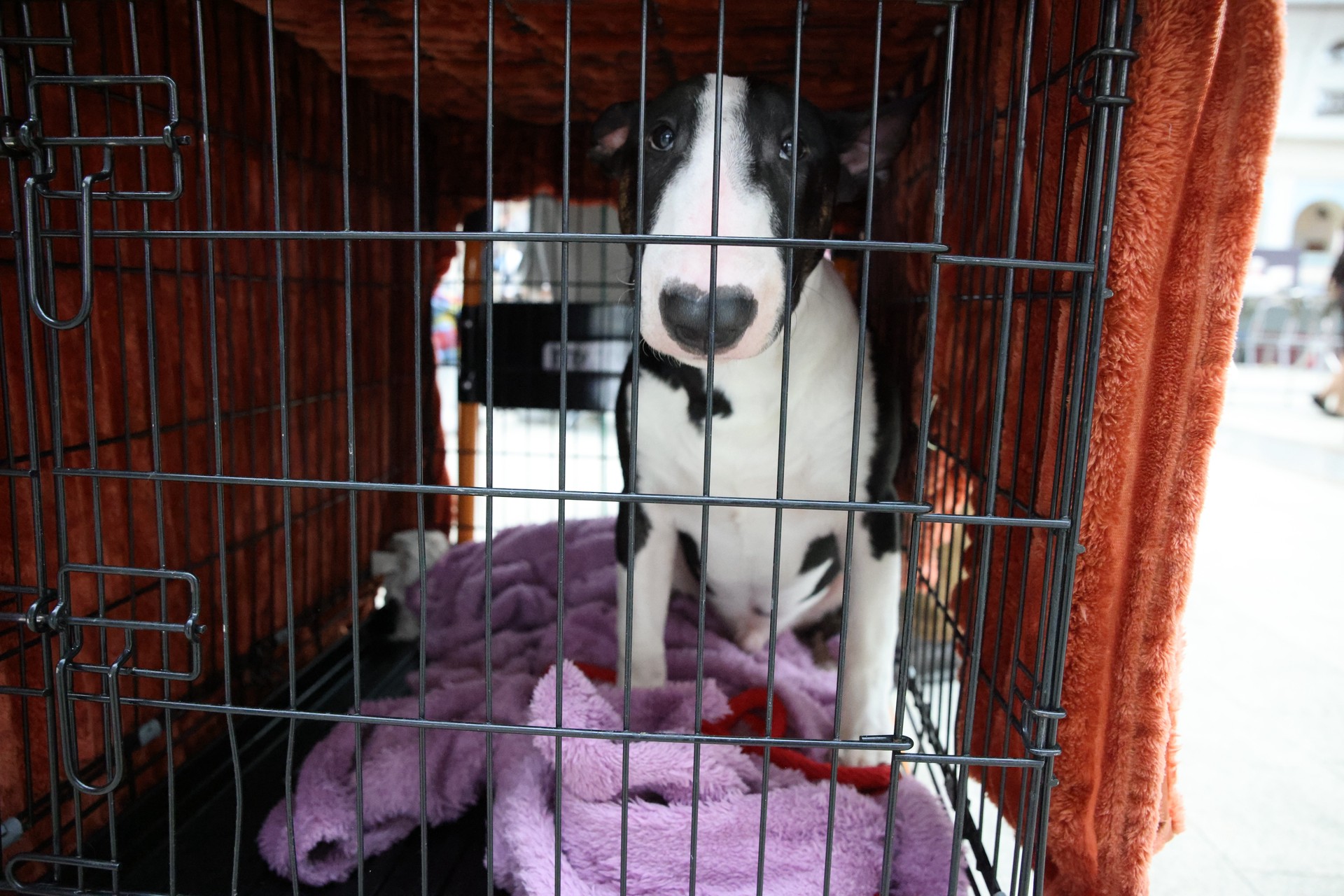 В Госдуме раскрыли, как будет работать закон о маркировке домашних животных