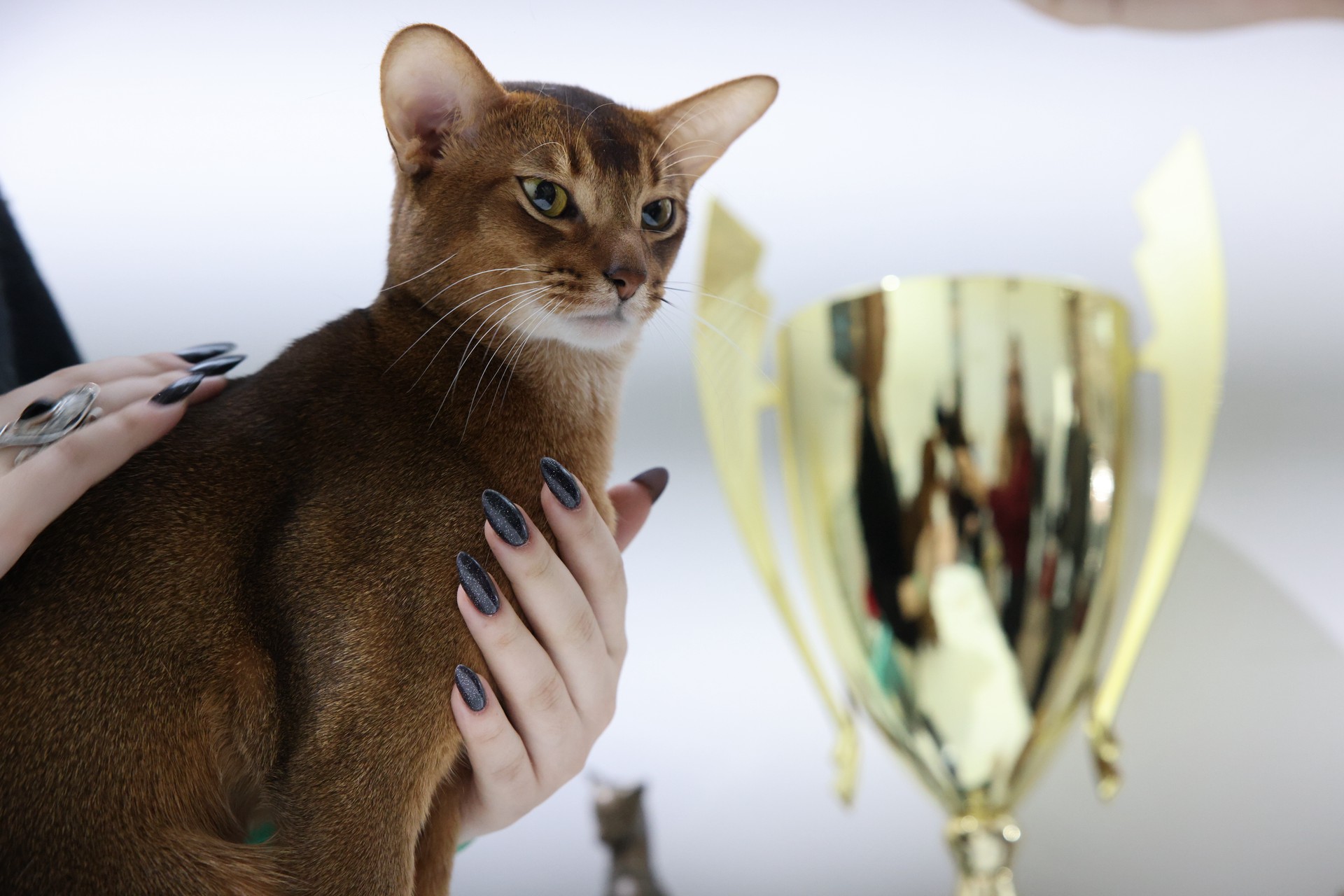 Самому красивому коту в мире подберут пару в России