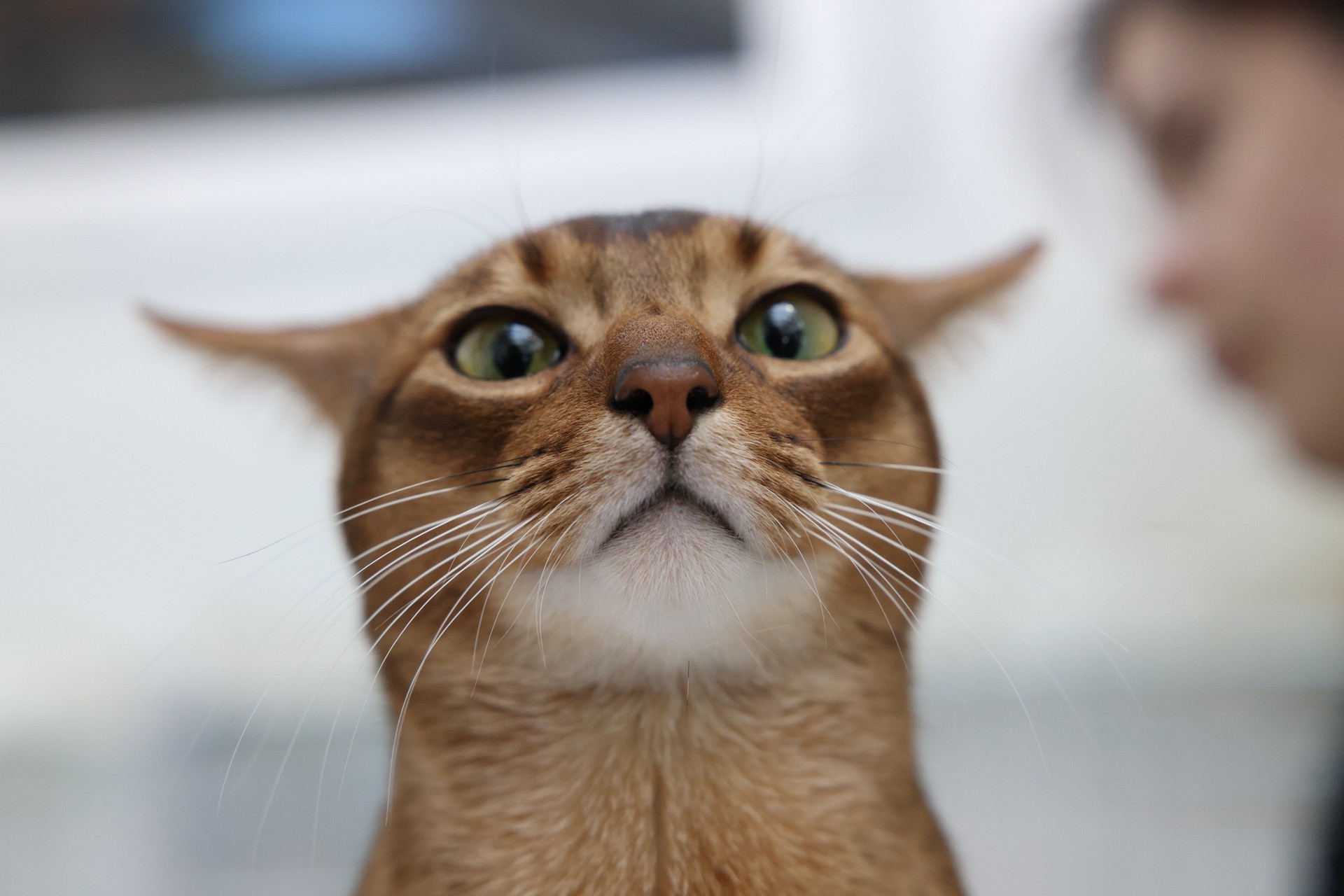 Ветеринар рассказала, как перевоспитать своенравного кота