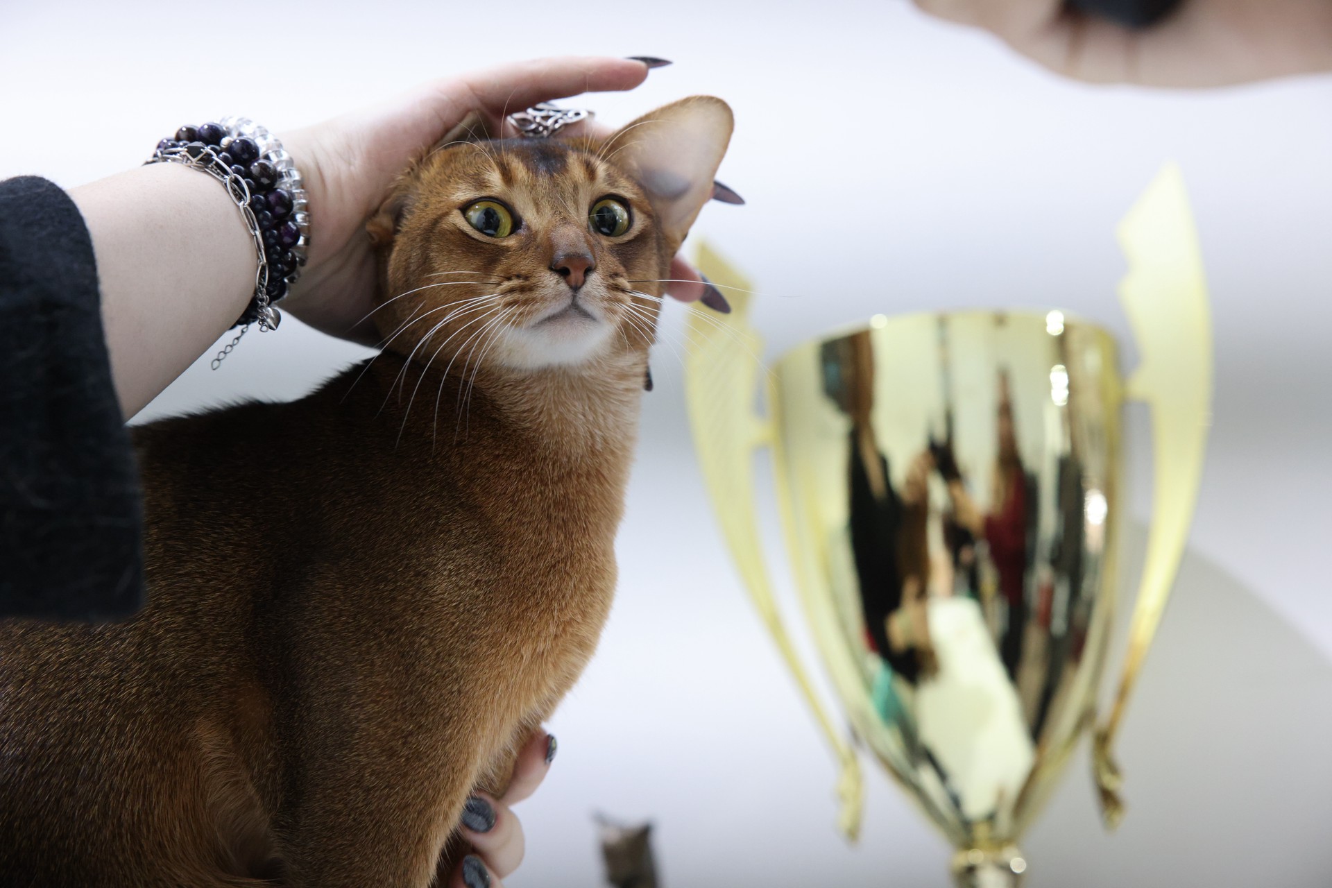 Ветеринар раскрыла, почему кошкам полезно говорить комплименты