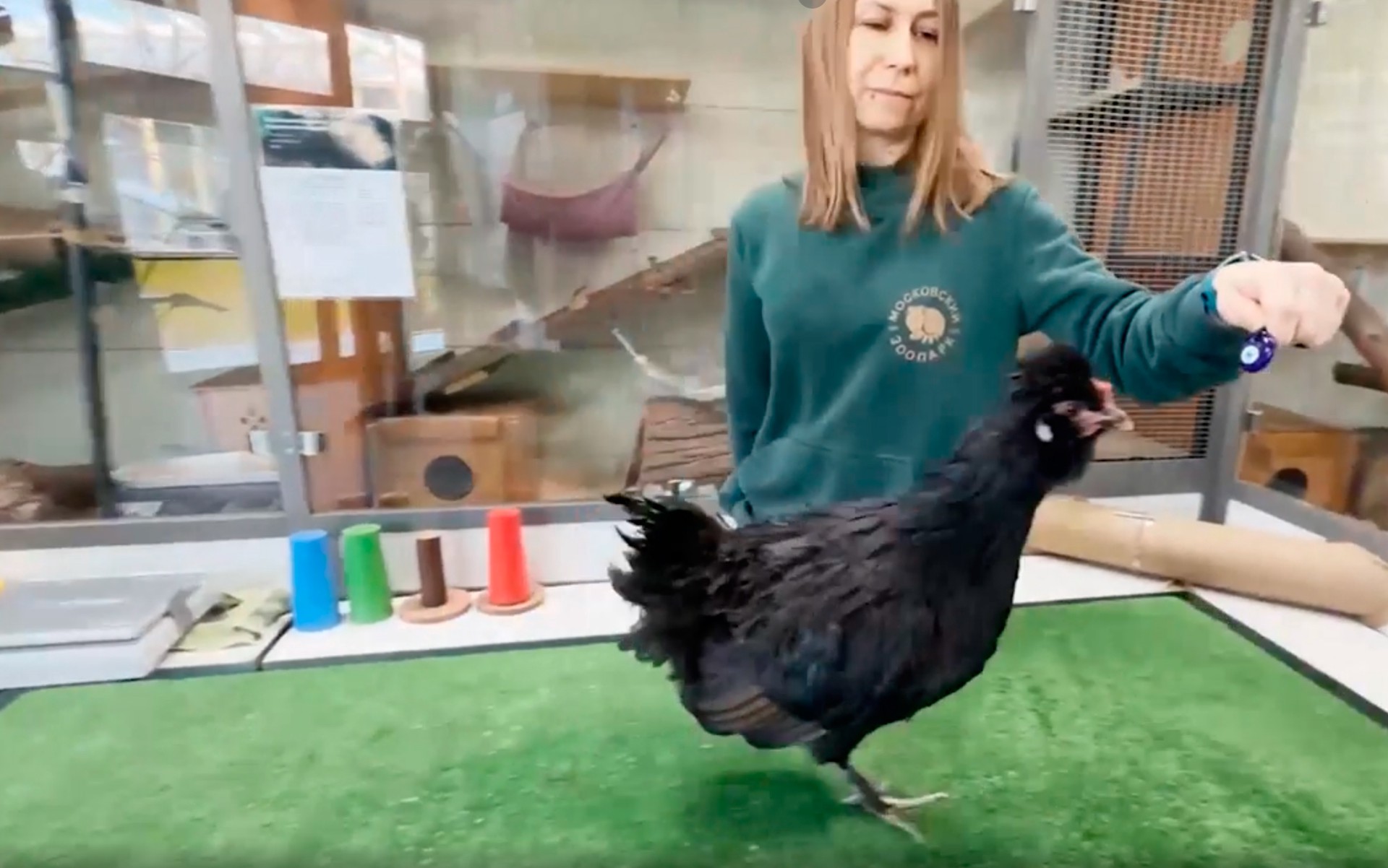 Куры учатся давать лапу и решать задачи в Московском зоопарке