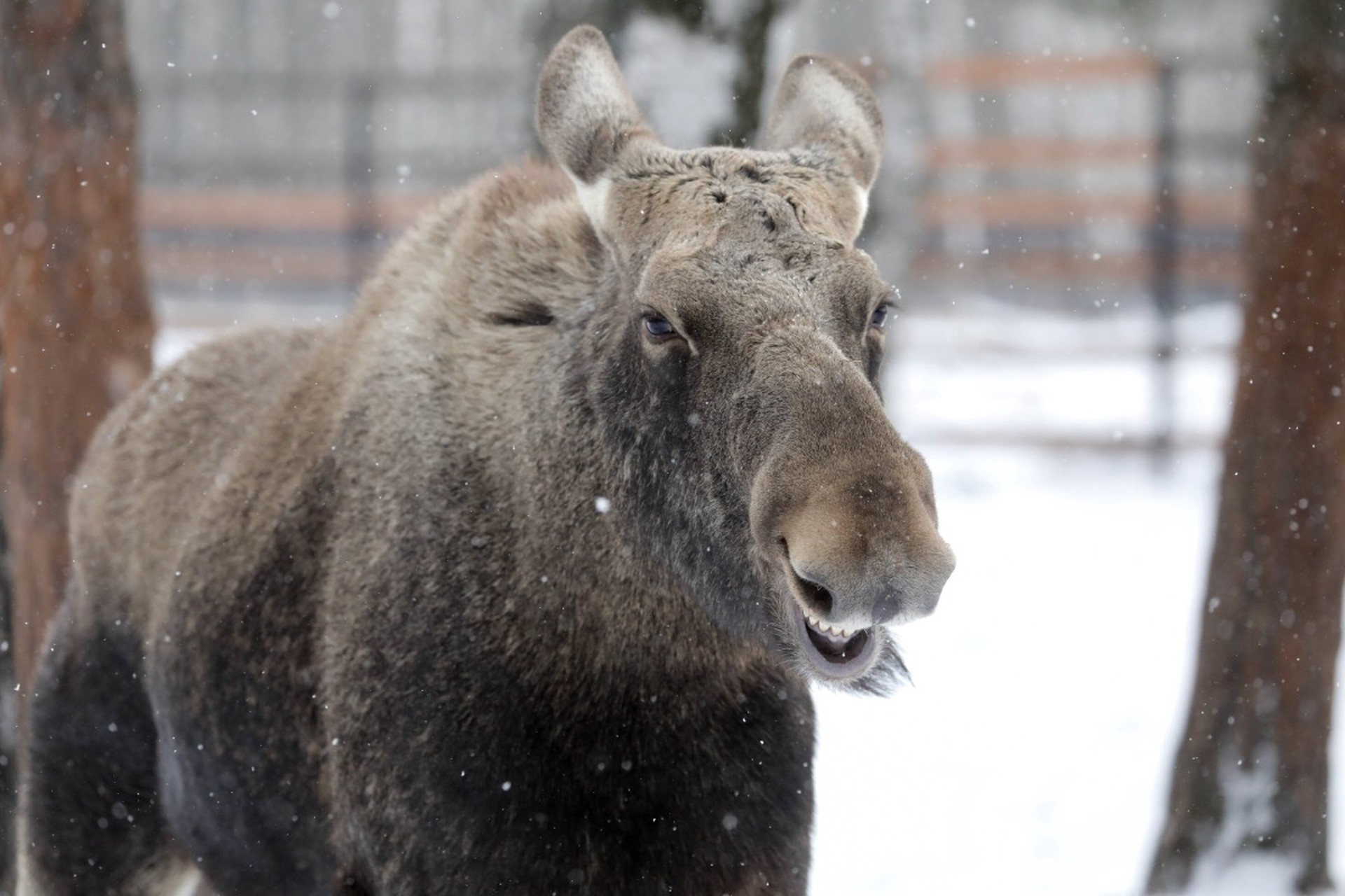 Москвичам объяснили, как спастись при нашествии лосей