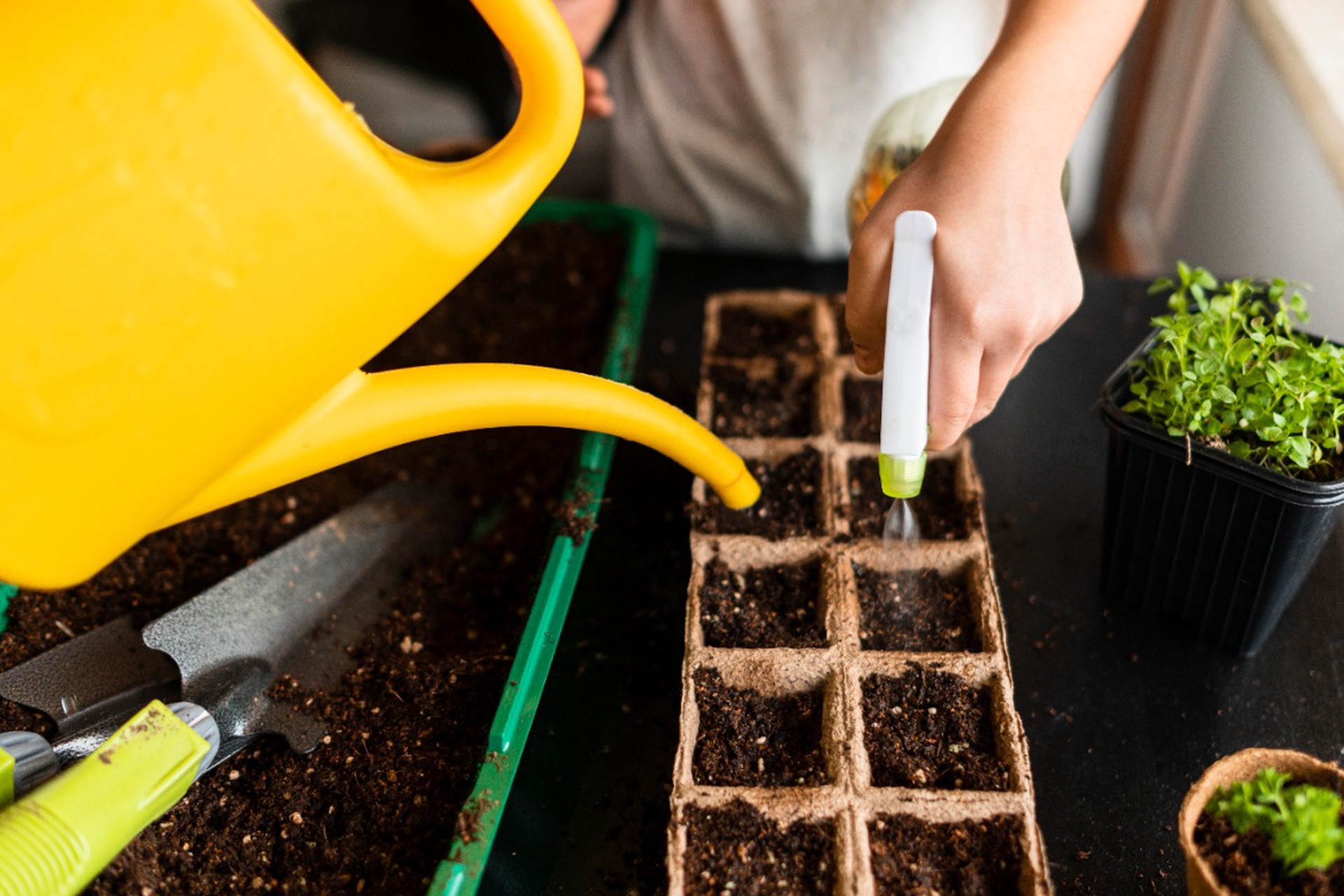 Агроном дал ценные советы по выращиванию рассады
