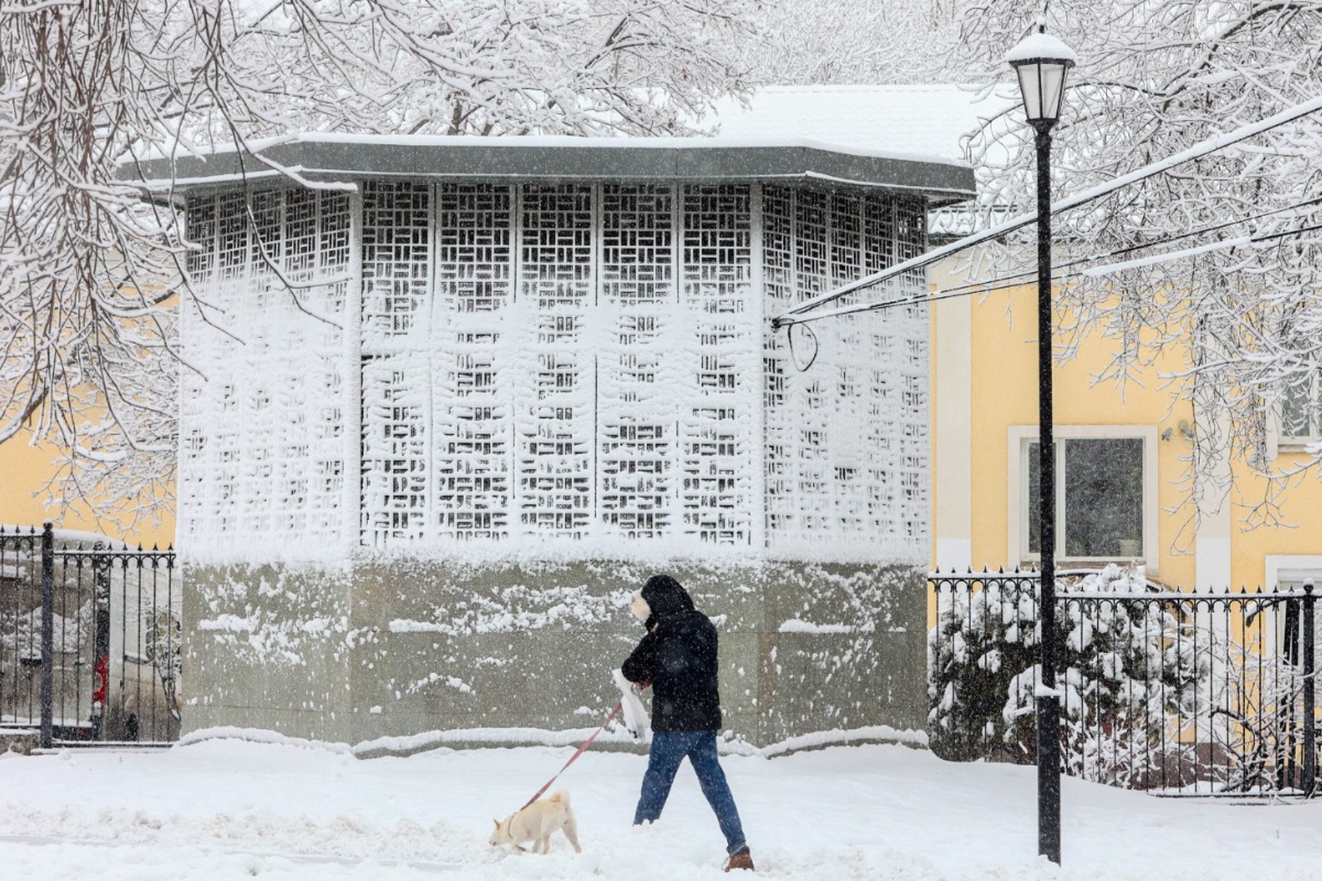 Раскрыта причина массового ожирения собак в России