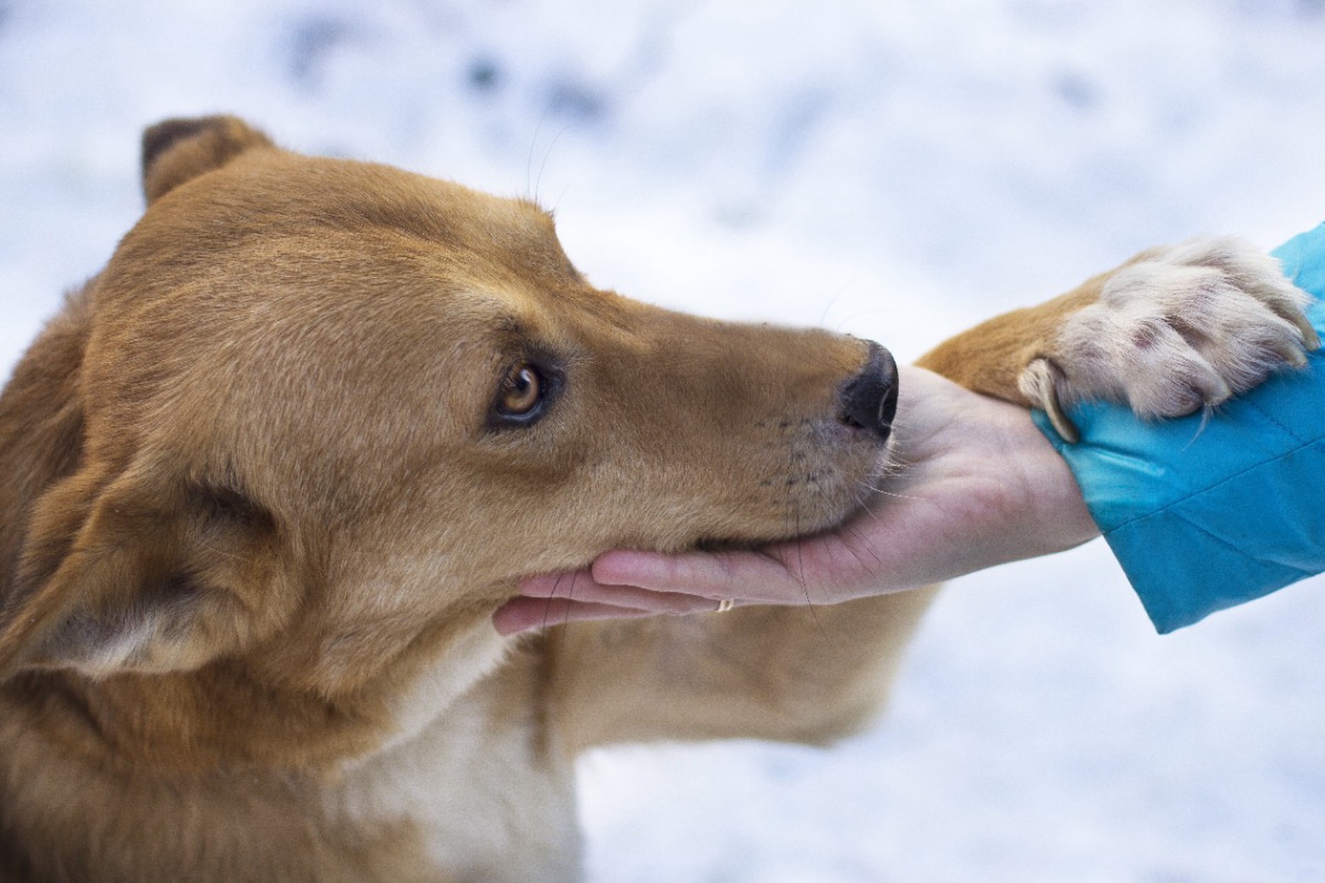 Собаки-терапевты помогают восстанавливаться бойцам СВО