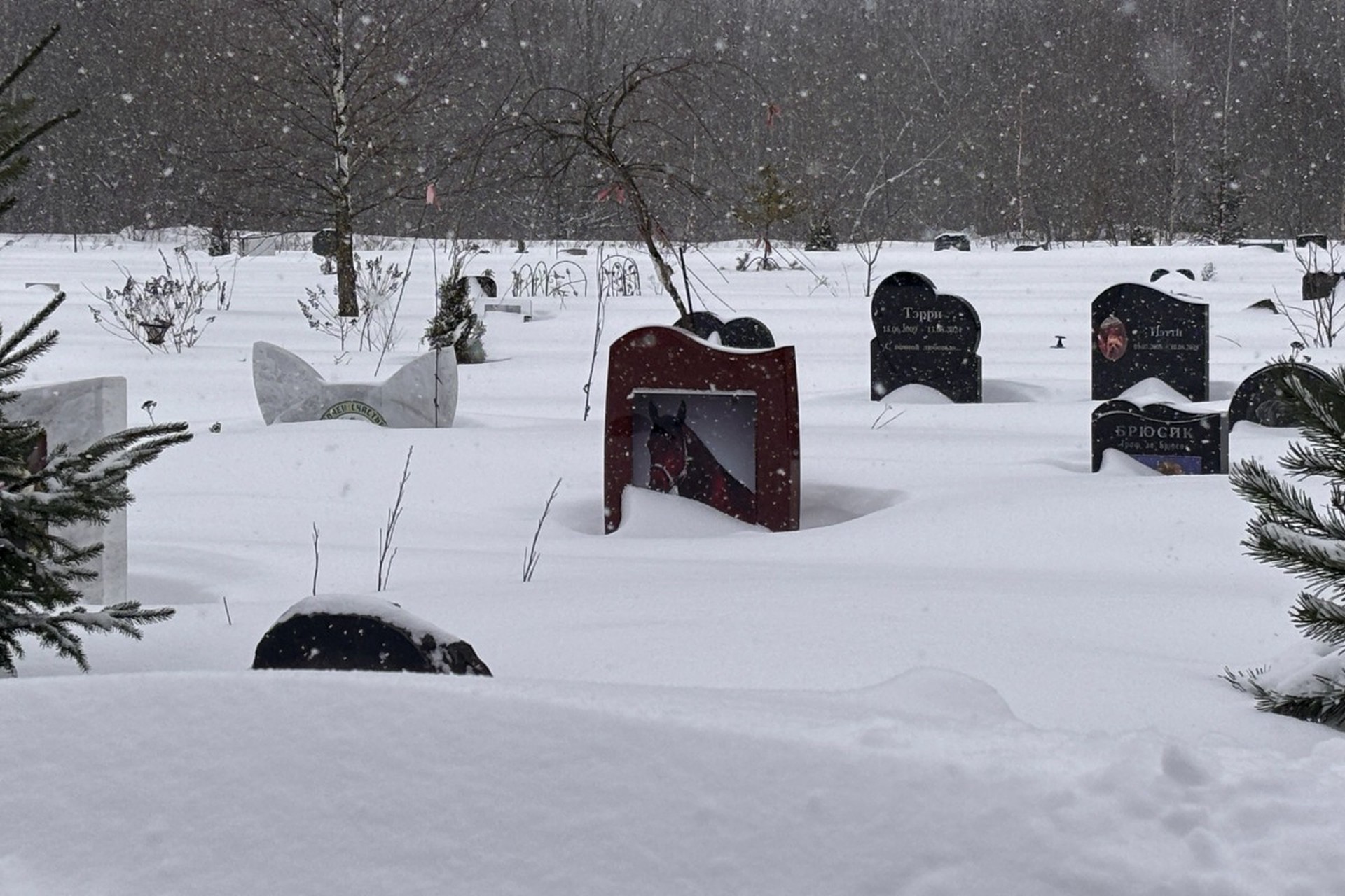 В РПЦ рассказали, что происходит с животными после смерти