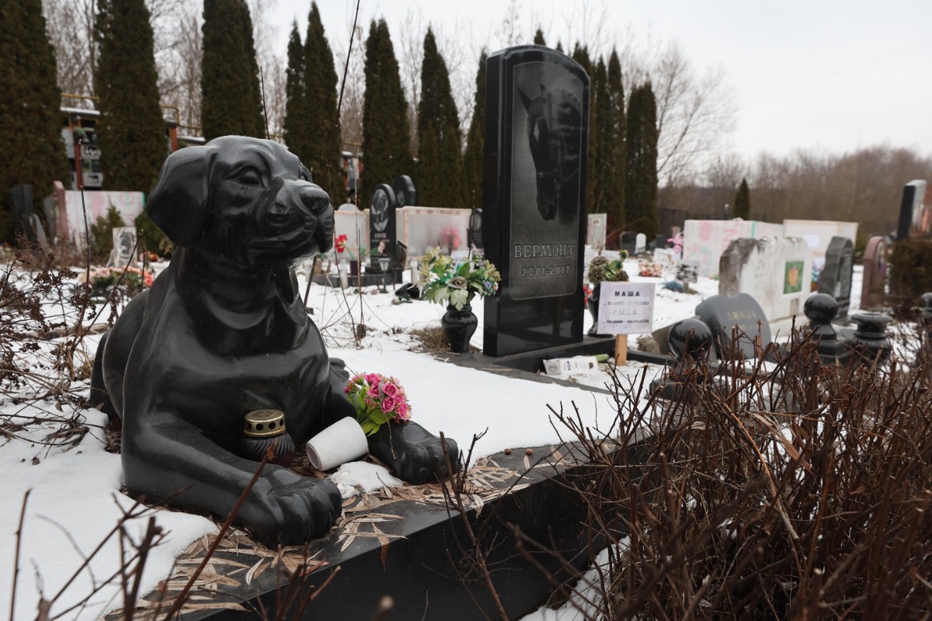 В России назвали причину подорожания кремации домашних животных