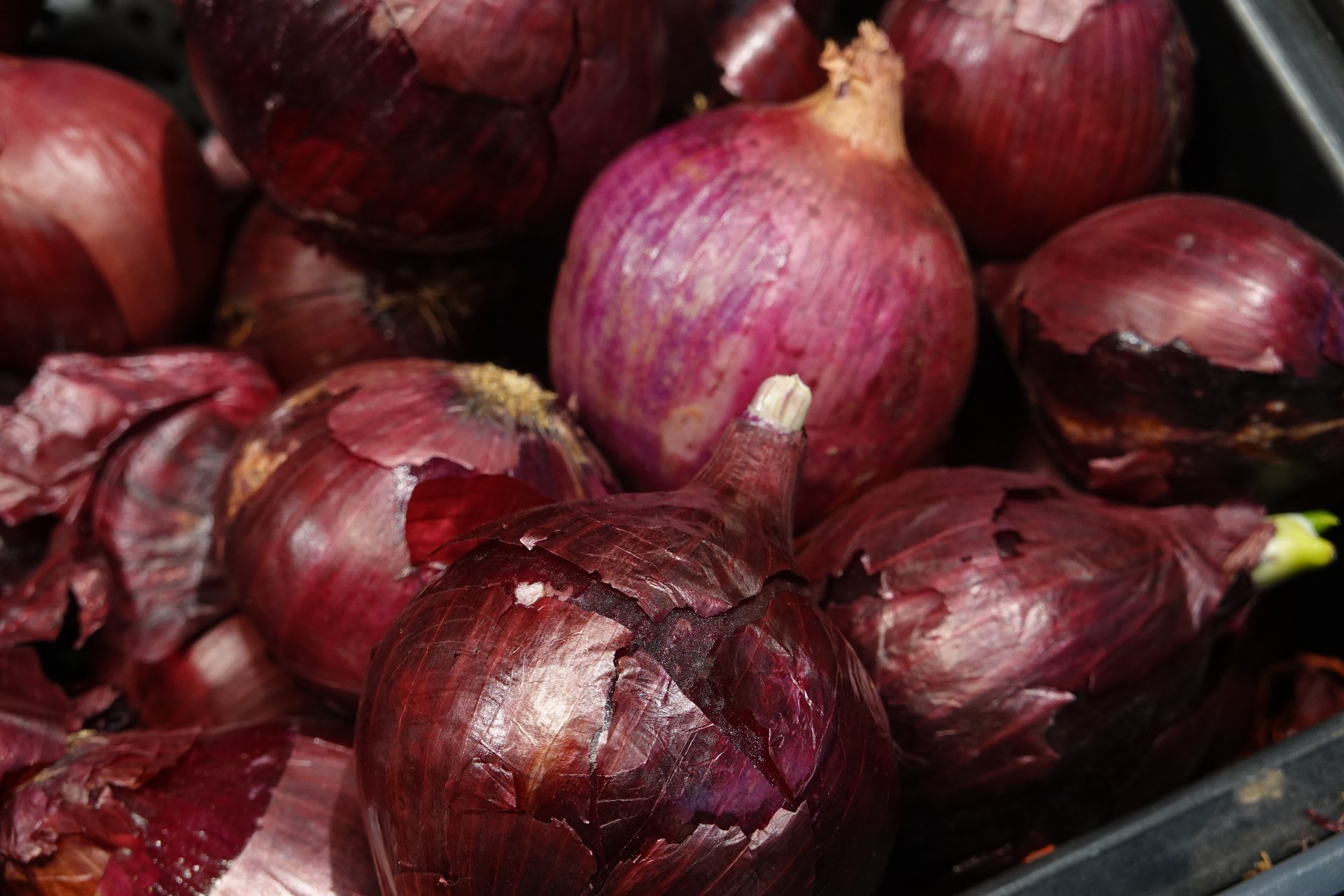 Депутат Аксаков призвал магазины бесплатно раздавать луковую шелуху россиянам