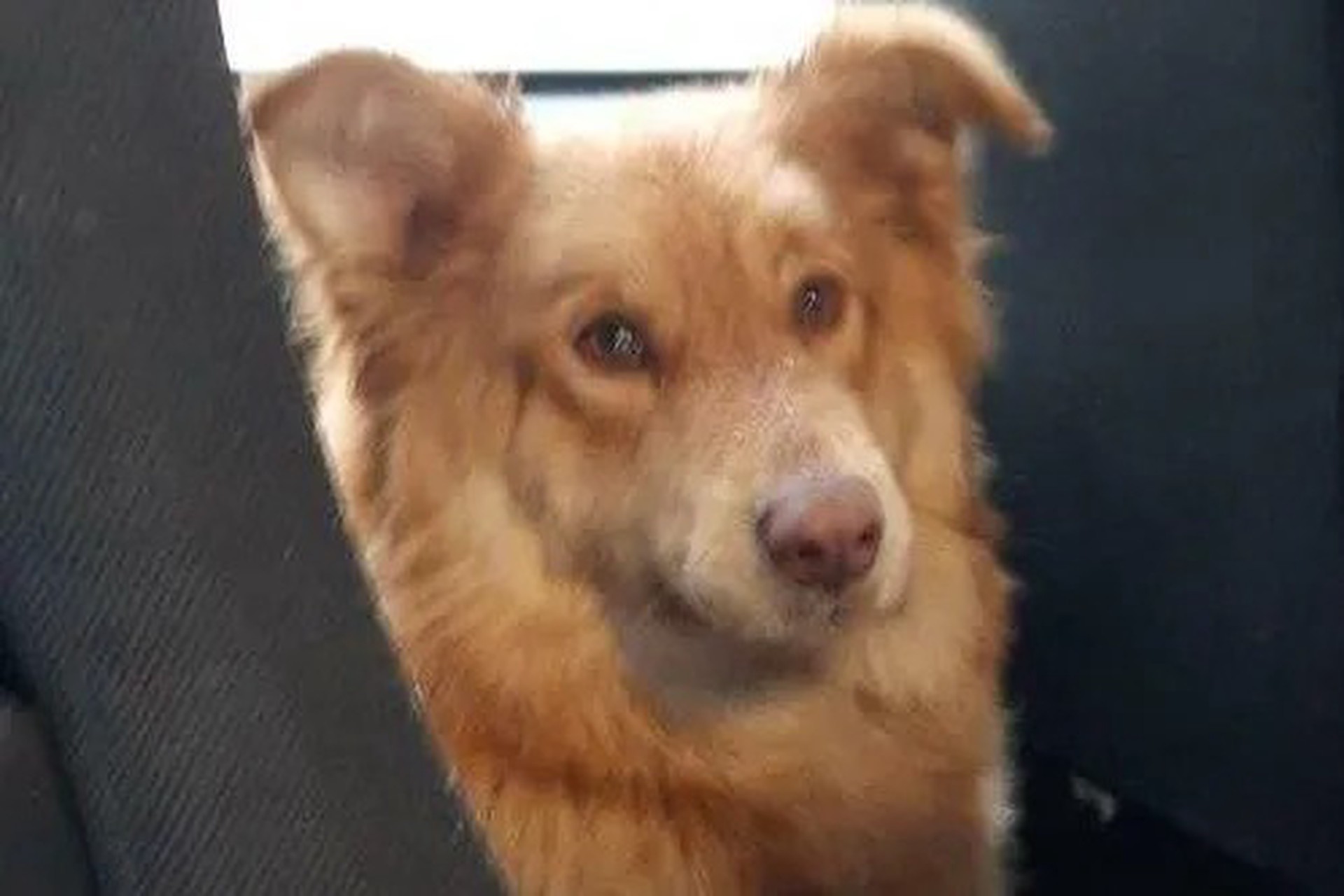 В Подмосковье заметили рыжего пса-кочевника 