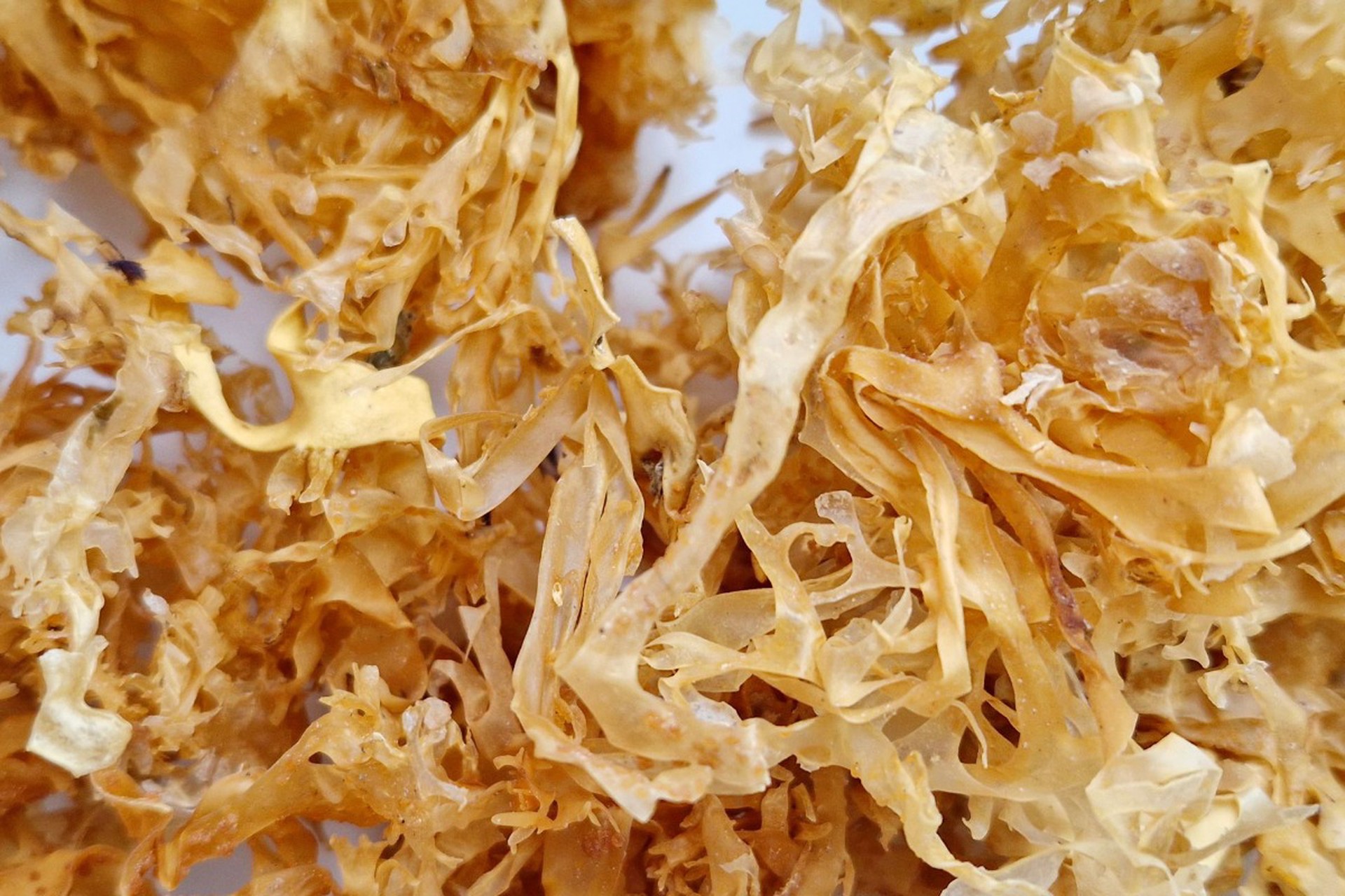 Диетолог рассказала, кому противопоказан морской мох