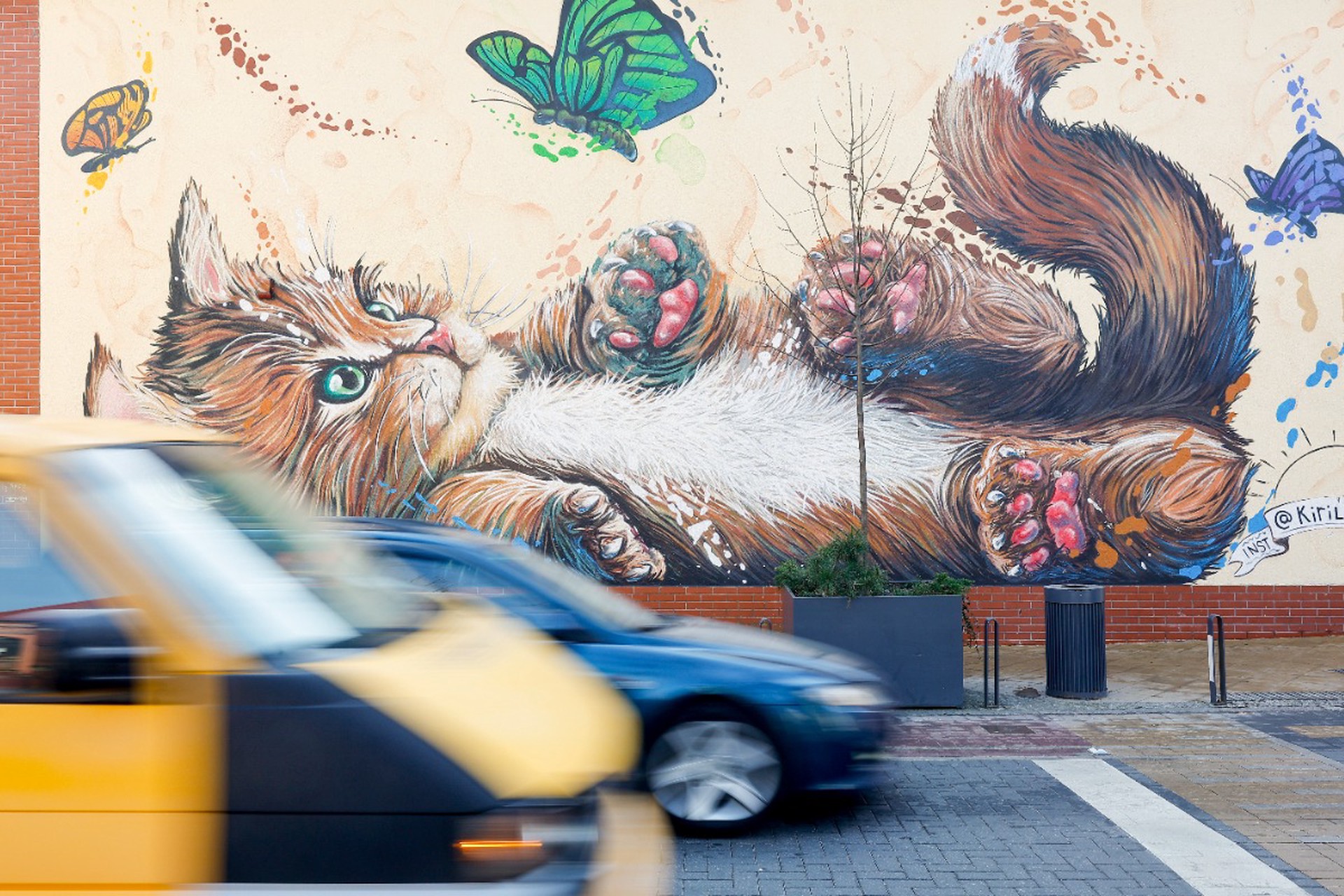 День кошек 1 марта: история и традиции праздника в России