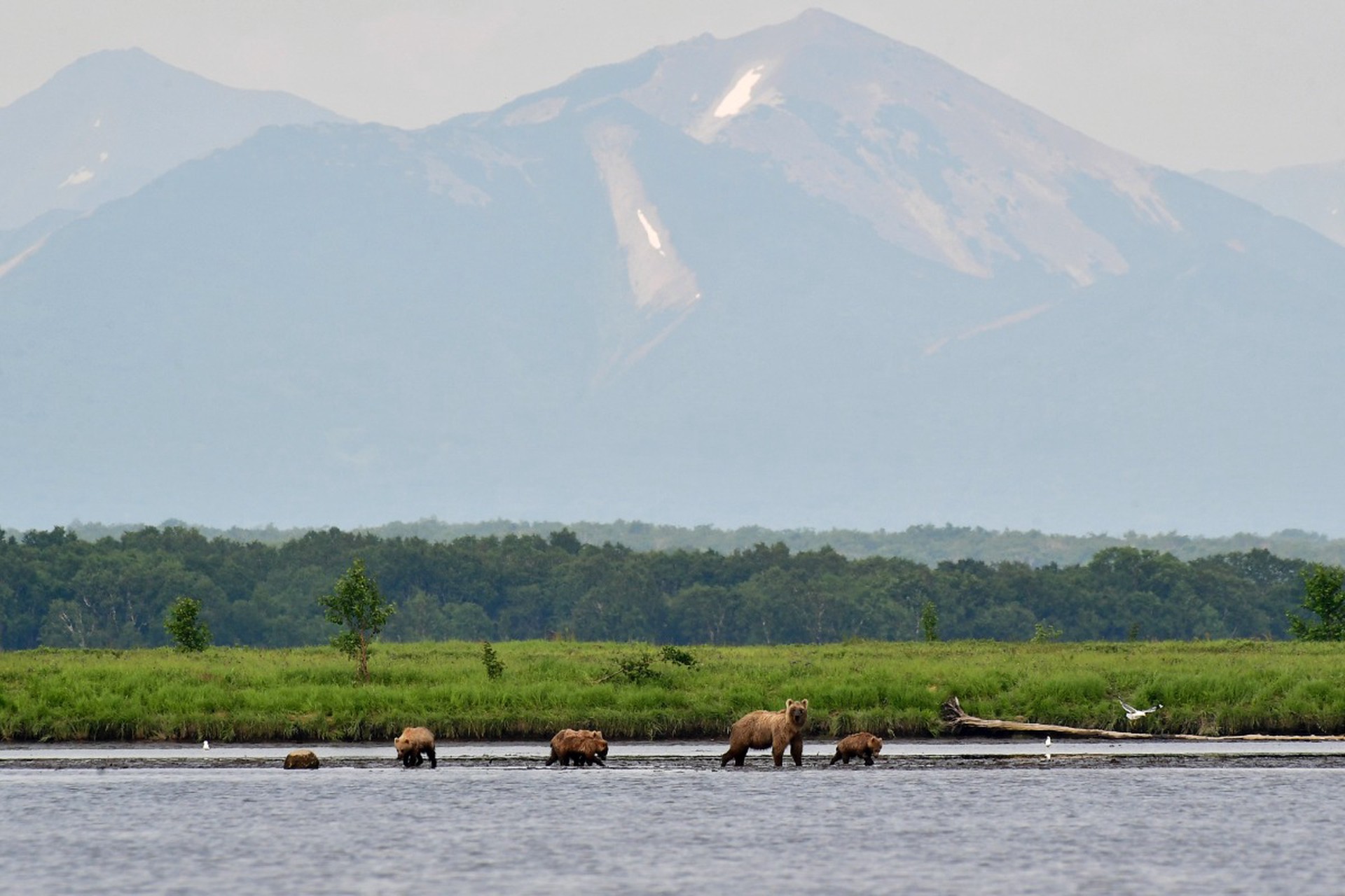Всемирный день дикой природы 3 марта: как сохранить биоразнообразие