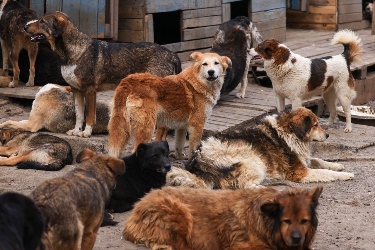 Разбор пометов: что нужно для эффективной борьбы с бездомными животными в России