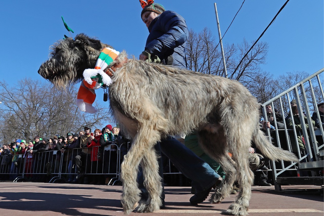 Зеленый цвет, трилистник и парад: правда и мифы о Дне святого Патрика