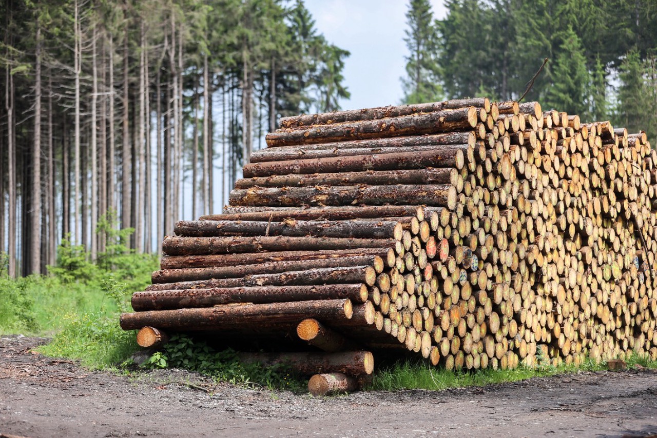 Международный день лесов 21 марта: экологические проблемы и решения