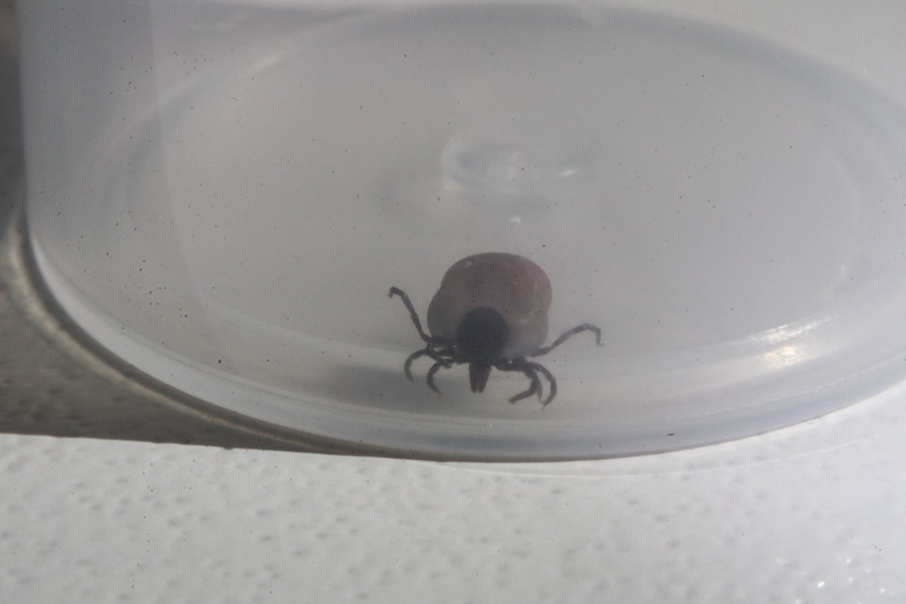 Клещ-момент: где в России водятся опасные насекомые и как от них защититься