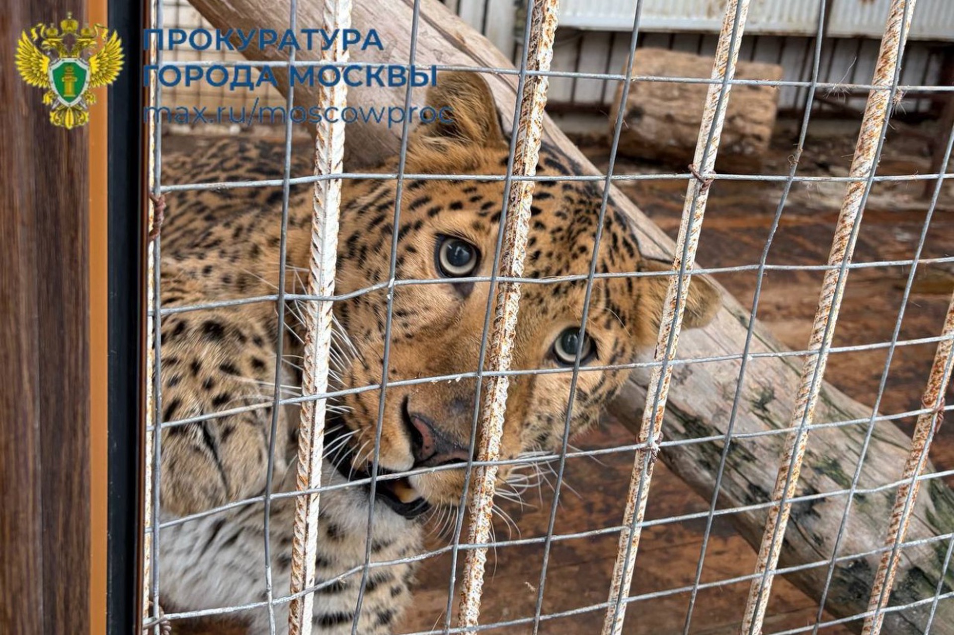 Россиянин удерживал медведей и львов в невыносимых условиях