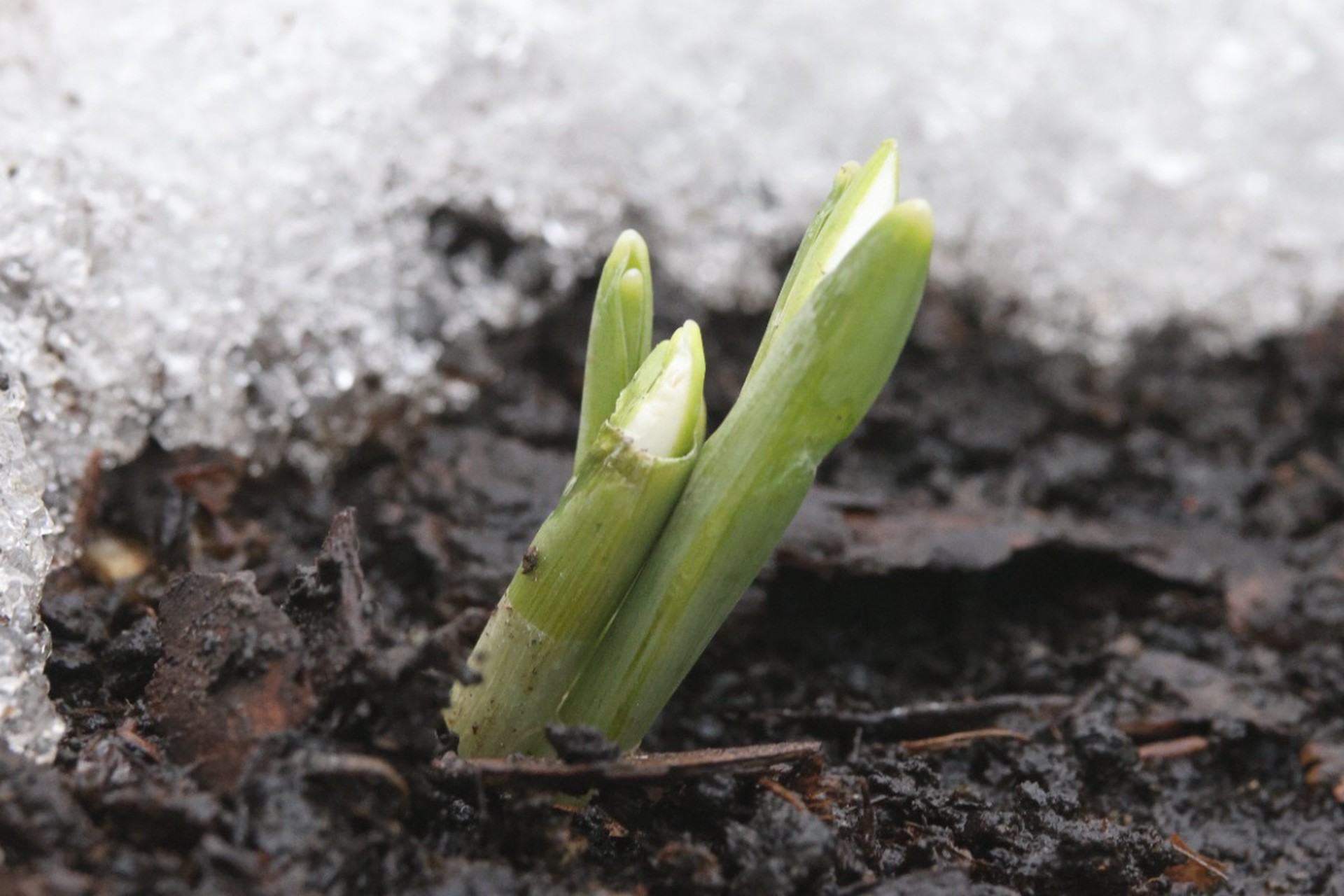 Юрист предостерегла от бездумного сбора подснежников