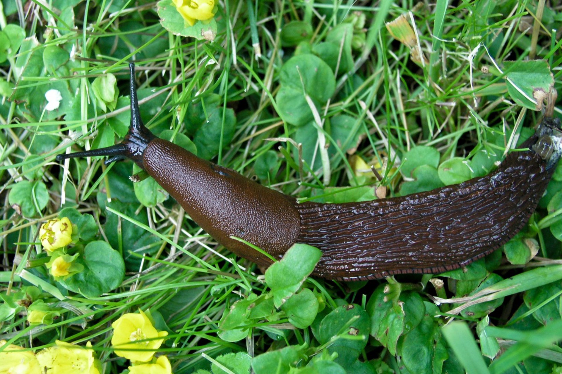 Биолог предупредил о нашествии испанских слизней из-за снежной зимы